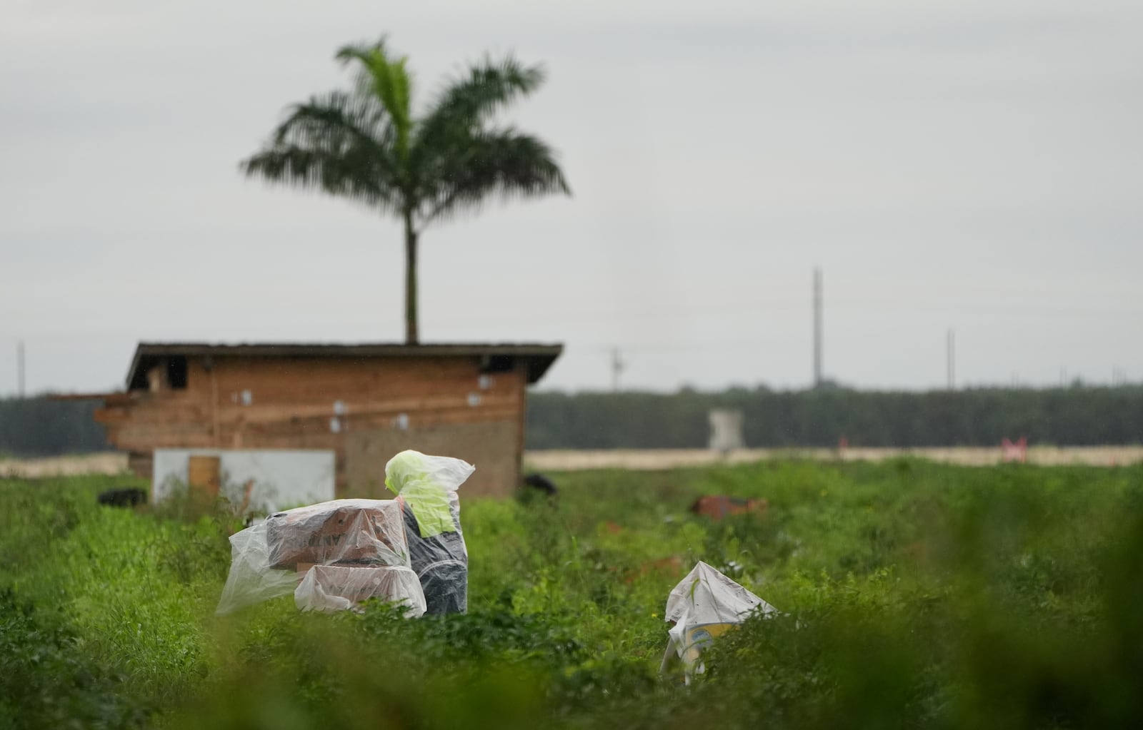 Farmworkers work in a field Monday, Jan. 20, 2025, in Homestead, Fla. (AP Photo/Lynne Sladky)