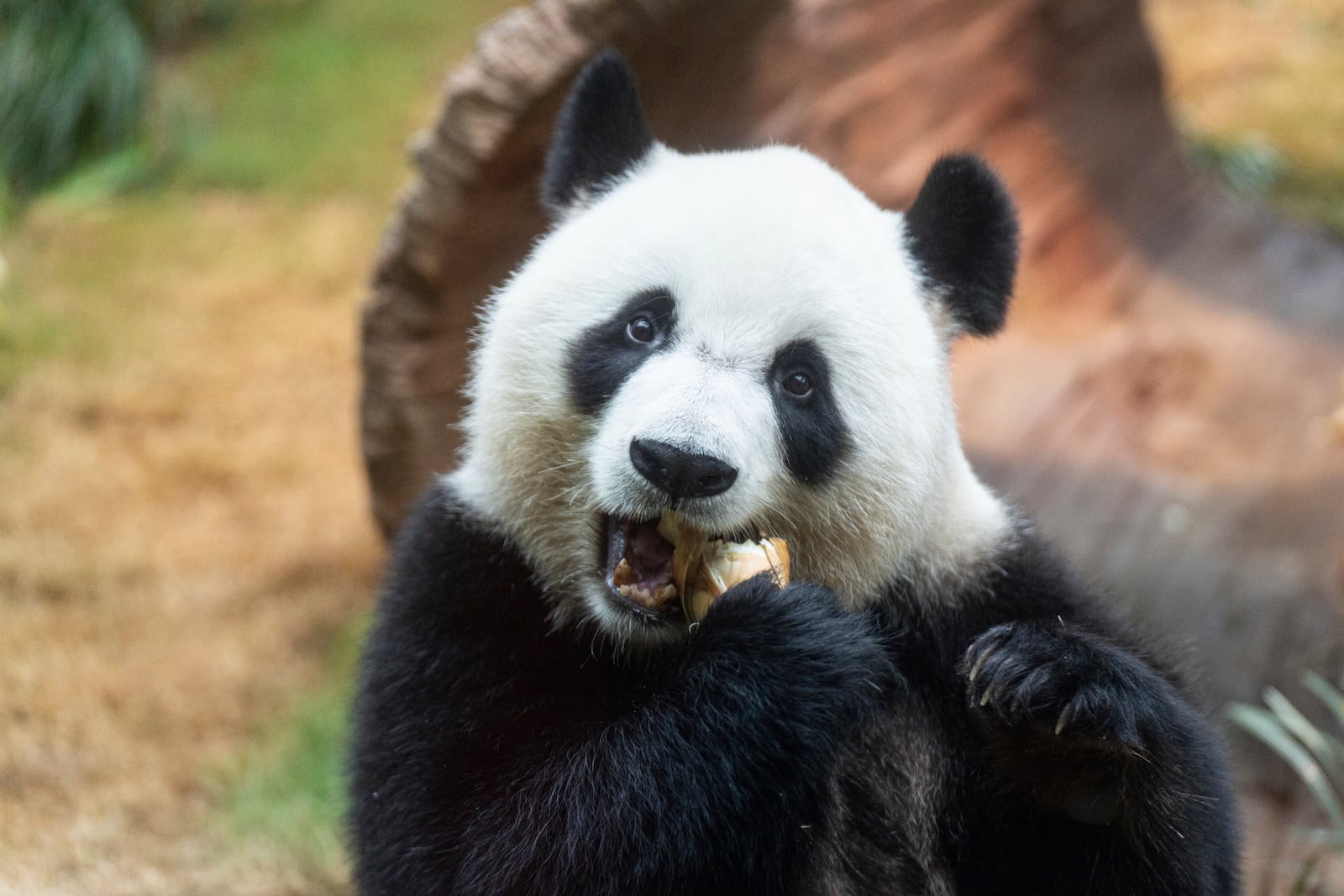 The Beijing-gifted giant panda Ke Ke makes her debut appearance to media in Ocean Park during a preview event in Hong Kong, Monday, Dec. 2, 2024. (AP Photo/Chan Long Hei)