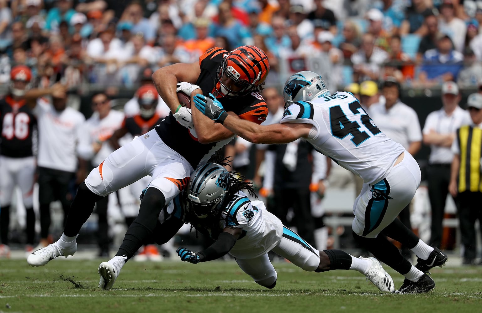 PHOTOS: Cincinnati Bengals vs. Carolina Panthers