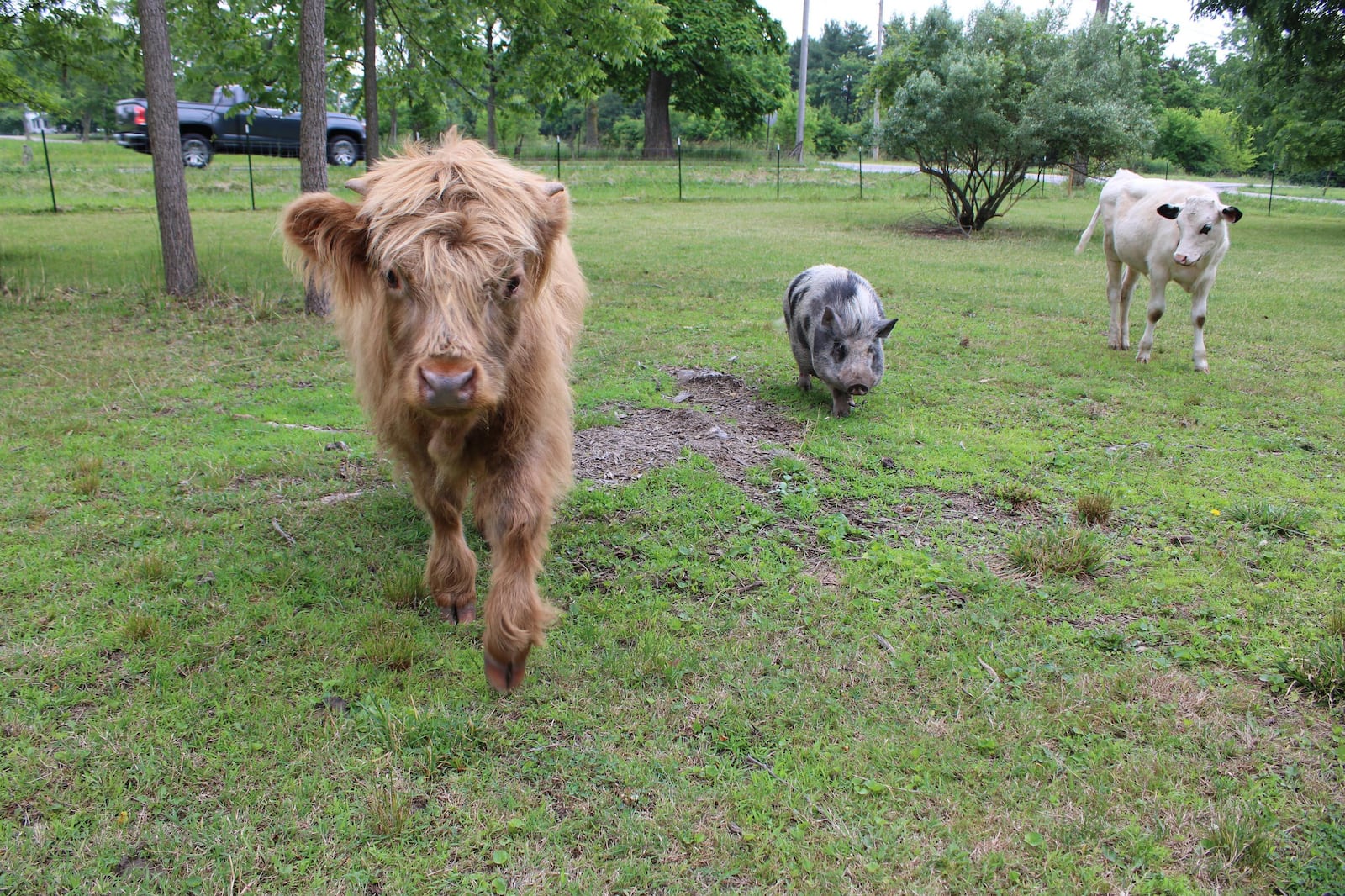 Tango, the Scottish Highland cow, Piggie Smallz, the mini pig and Bruce, the Holstein cow, at Happy Horns Farm, which opened at the beginning of this month in Springfield. Contributed