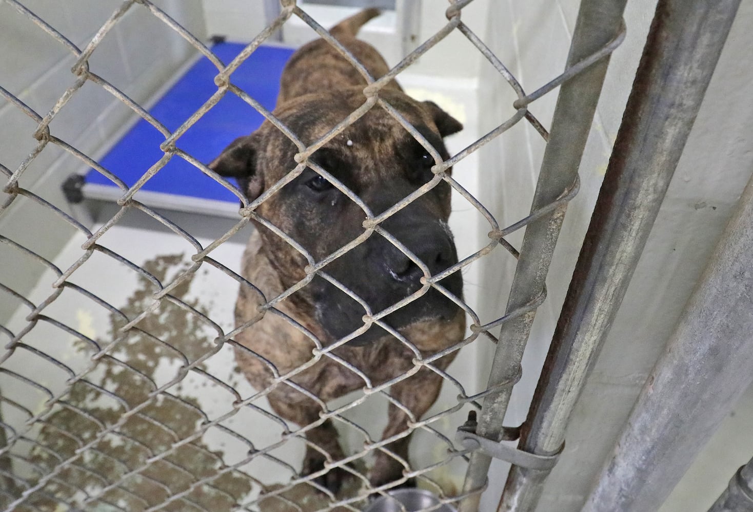 PHOTOS: Dogs at the Clark County Dog Shelter