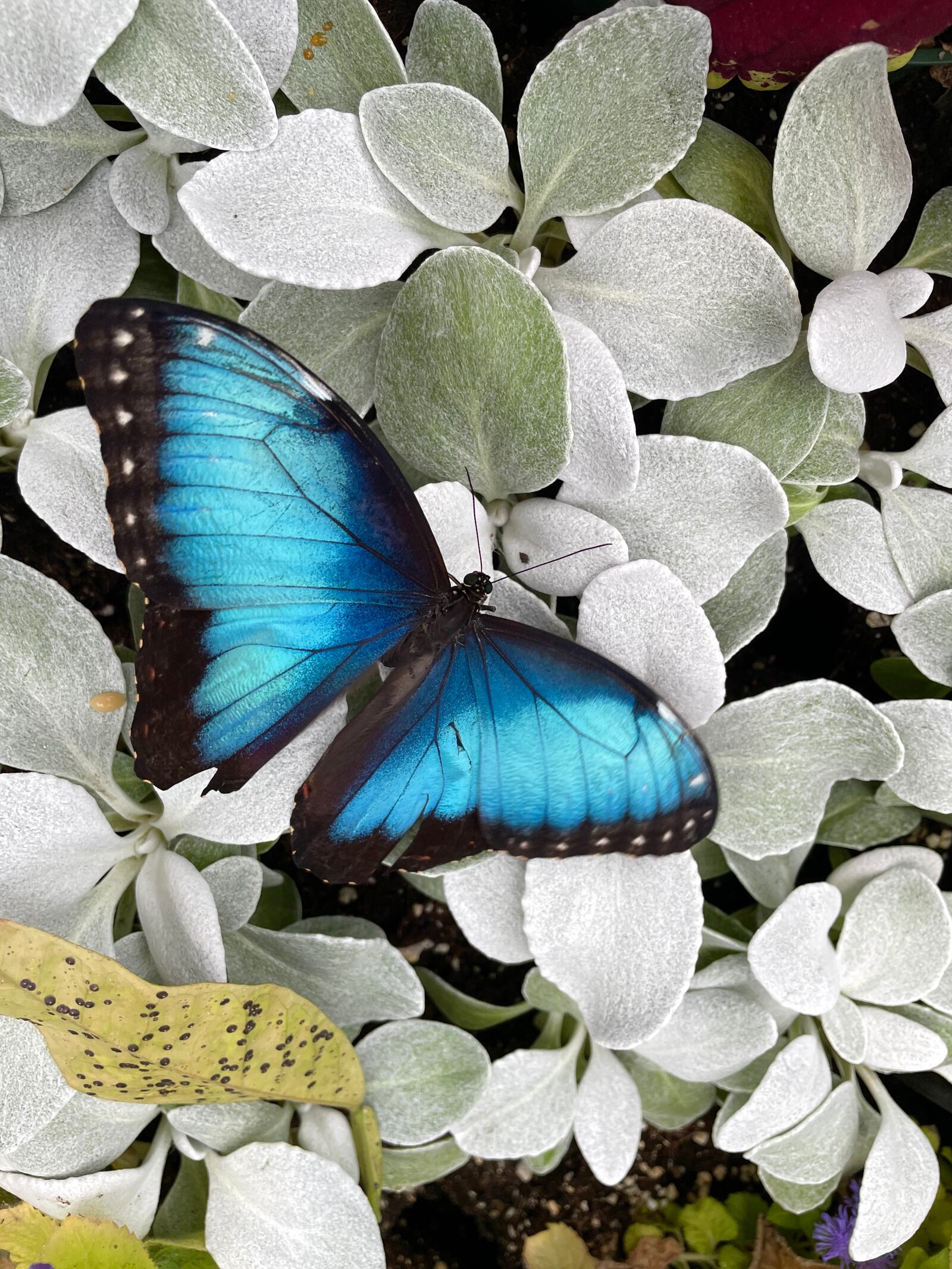 Krohn Conservatory’s 2024 Butterfly Show, “Butterflies in Space,” will open on May 11 and run through Aug. 18. CONTRIBUTED