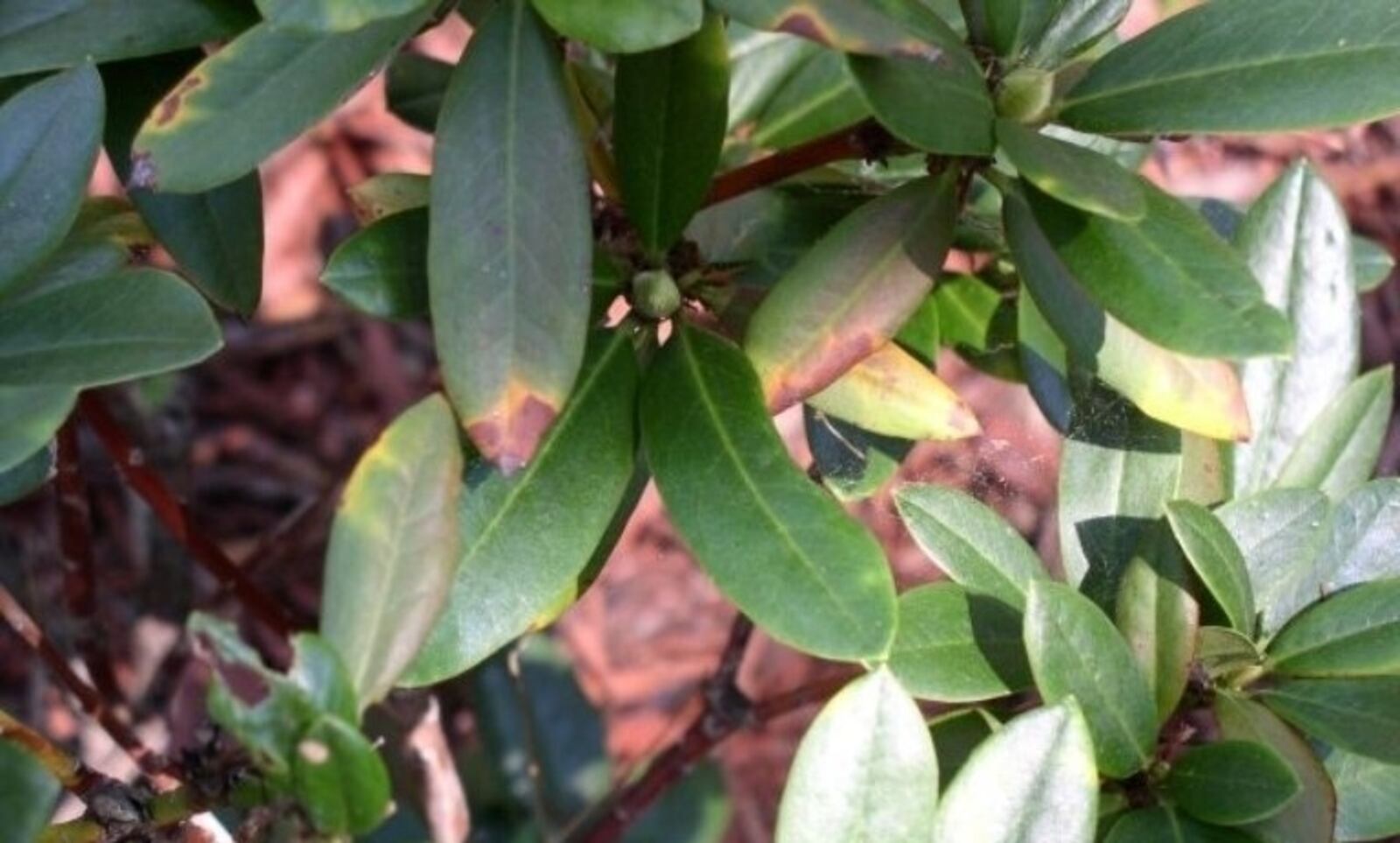 Leaf spots and shoot dieback are signs of the disease detected on rhododendron plants shipped to Walmart and Rural King stores in Ohio.