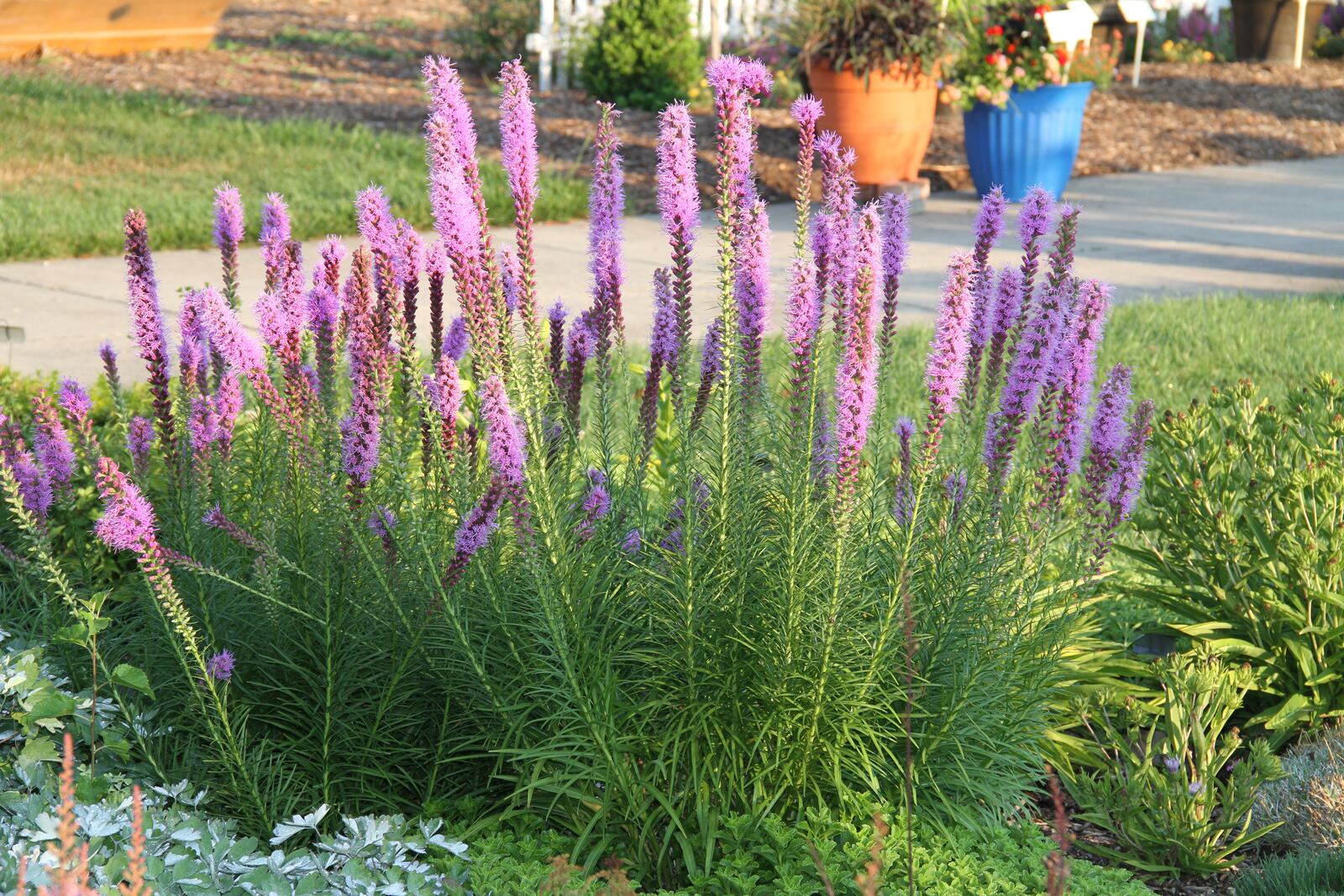 Liatris is a great native plant that attracts pollinators.