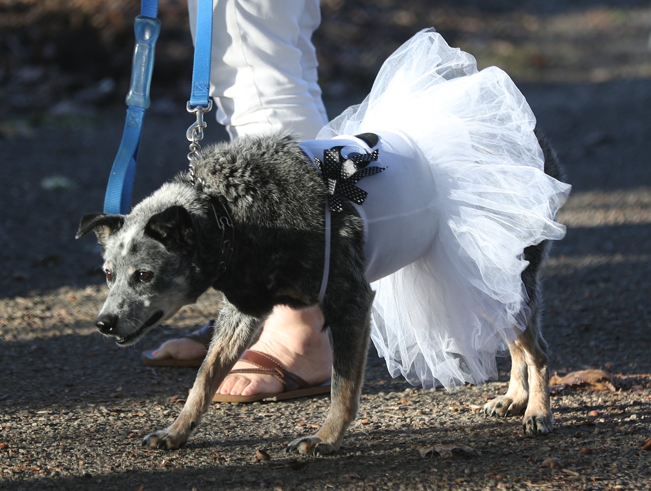 PHOTOS:  Yappy Howl-O-Ween