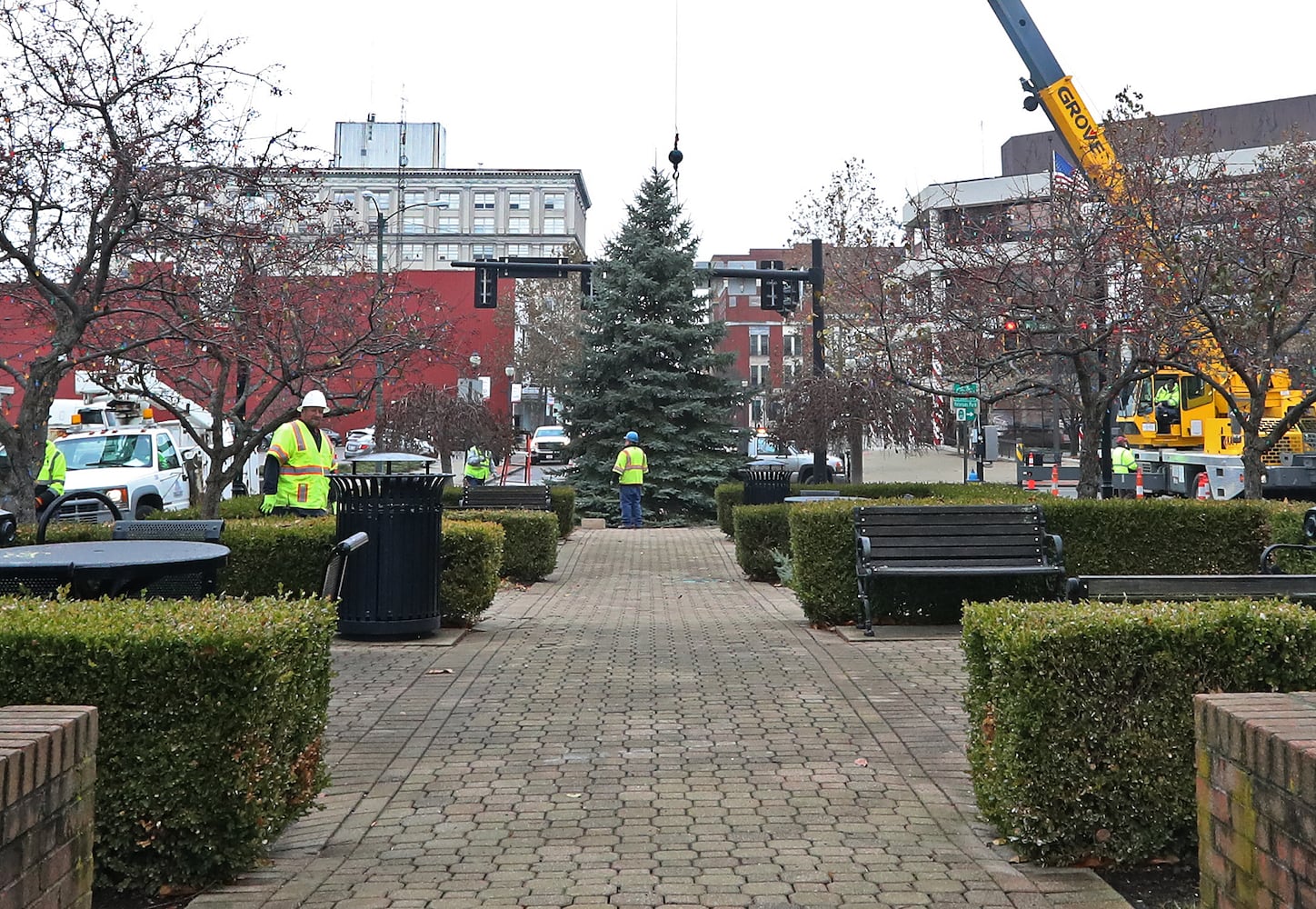 Springfield Gets Holiday Tree