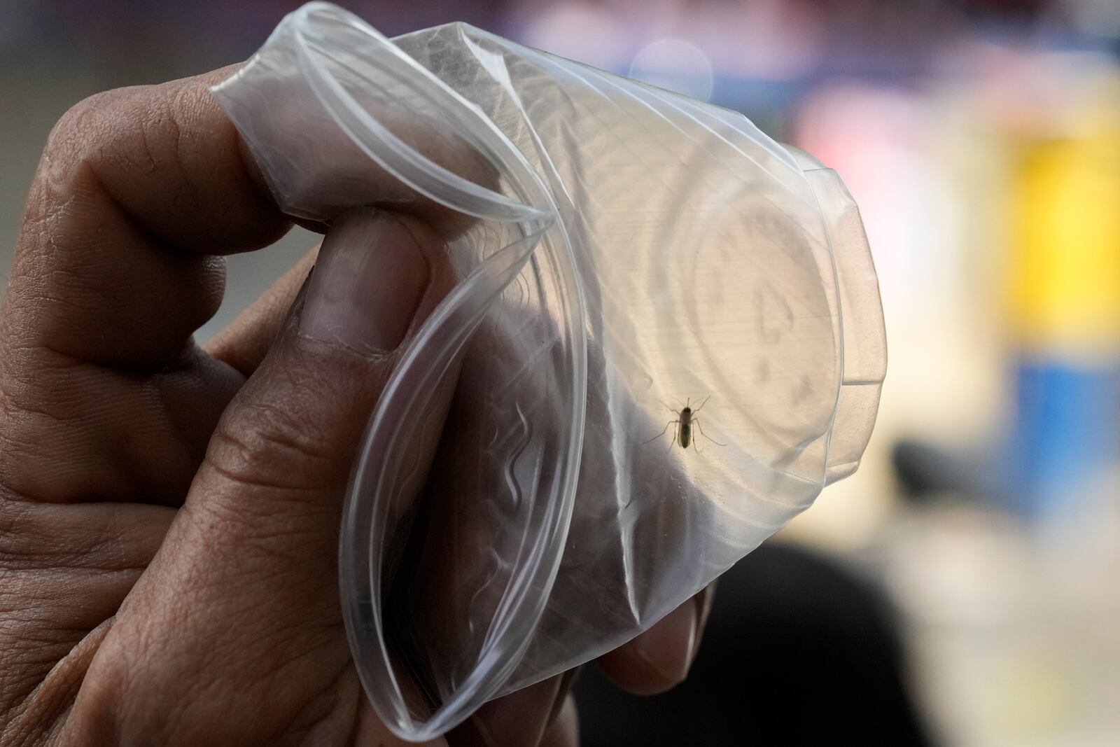 A resident shows his captured mosquito which he placed inside a plastic cup in Mandaluyong city, Philippines as a village started offering bounty for captured mosquitos, dead or alive, as part of an anti-dengue campaign on Wednesday, Feb. 19, 2025. (AP Photo/Aaron Favila)