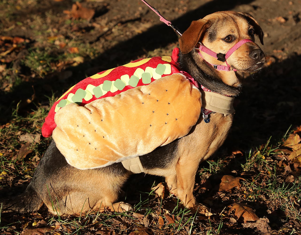 PHOTOS:  Yappy Howl-O-Ween