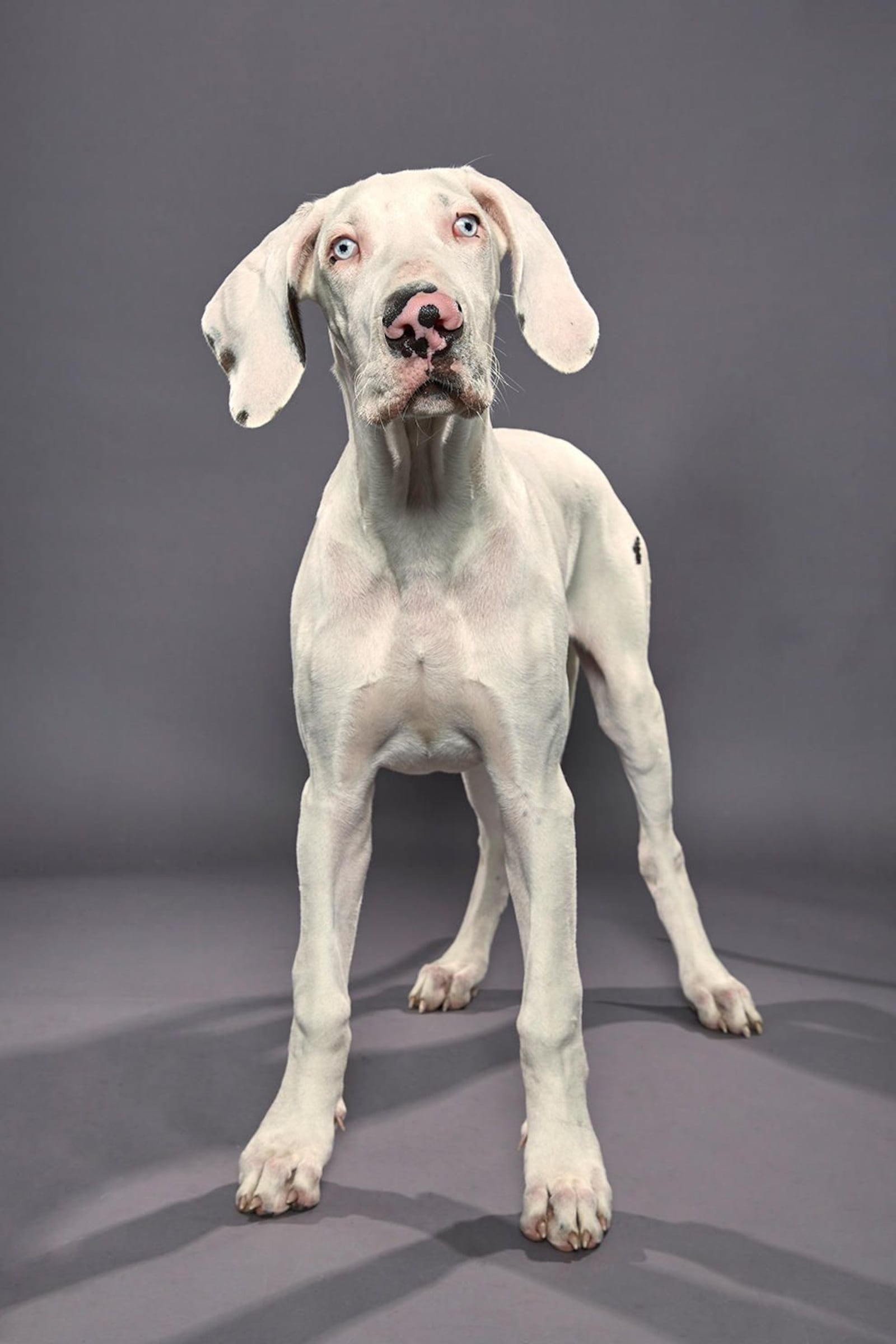 Rooster, an American Staffordshire terrier/bulldog mix with a cleft palate from the Sanctuary Rescue in Virginia. (Animal Planet )