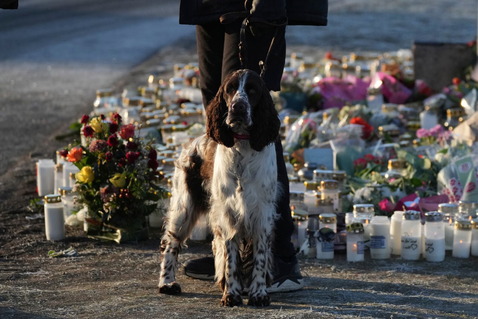 A person with a dog stays next to a makeshift memorial near the scene of a shooting at an adult education center on the outskirts of Orebro, Sweden, Thursday, Feb. 6, 2025. (AP Photo/Sergei Grits)