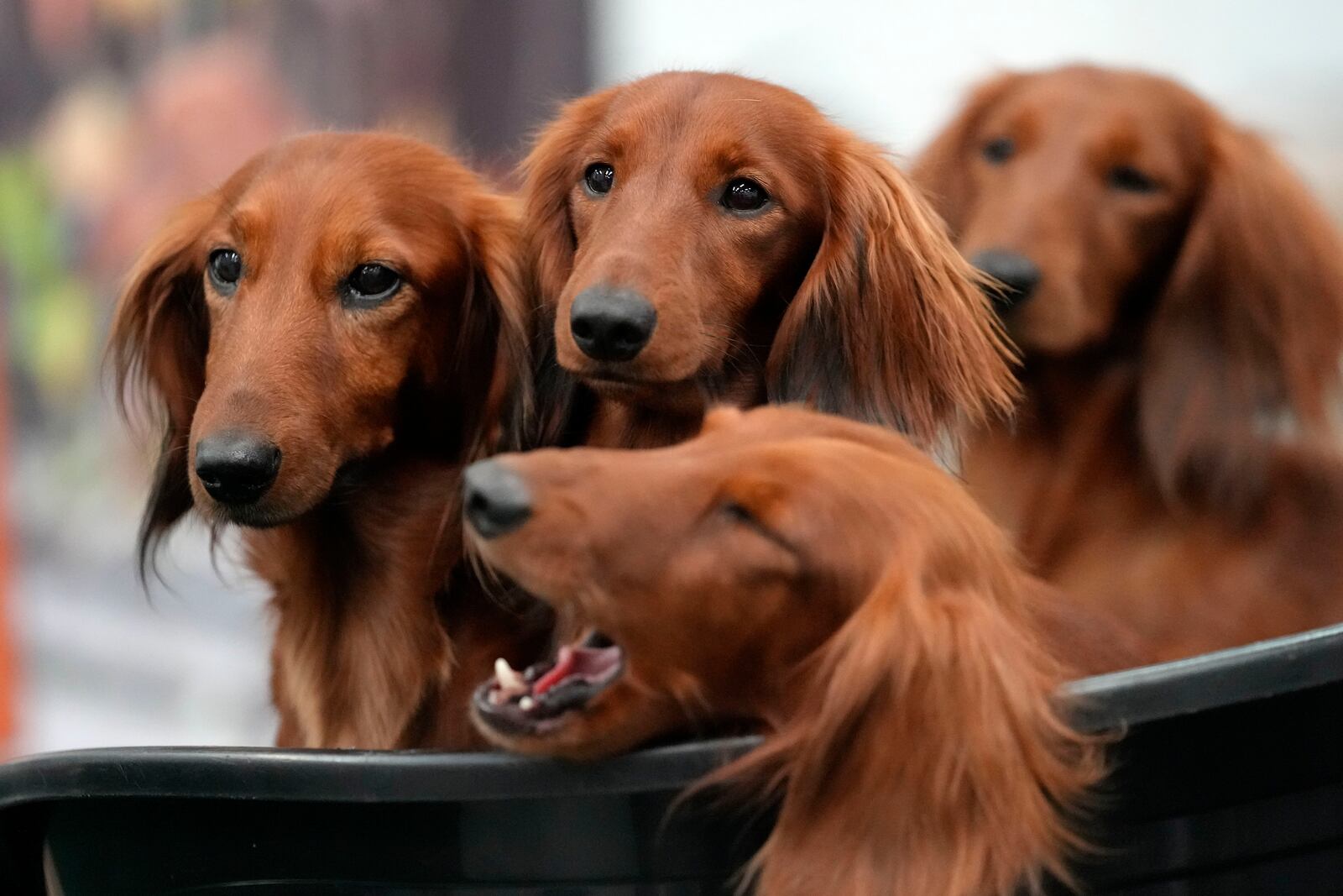 FILE - Four dachshunds wait in a basket of a breeder at a dog show in Dortmund, Germany, Friday, Nov. 8, 2024. (AP Photo/Martin Meissner, file)