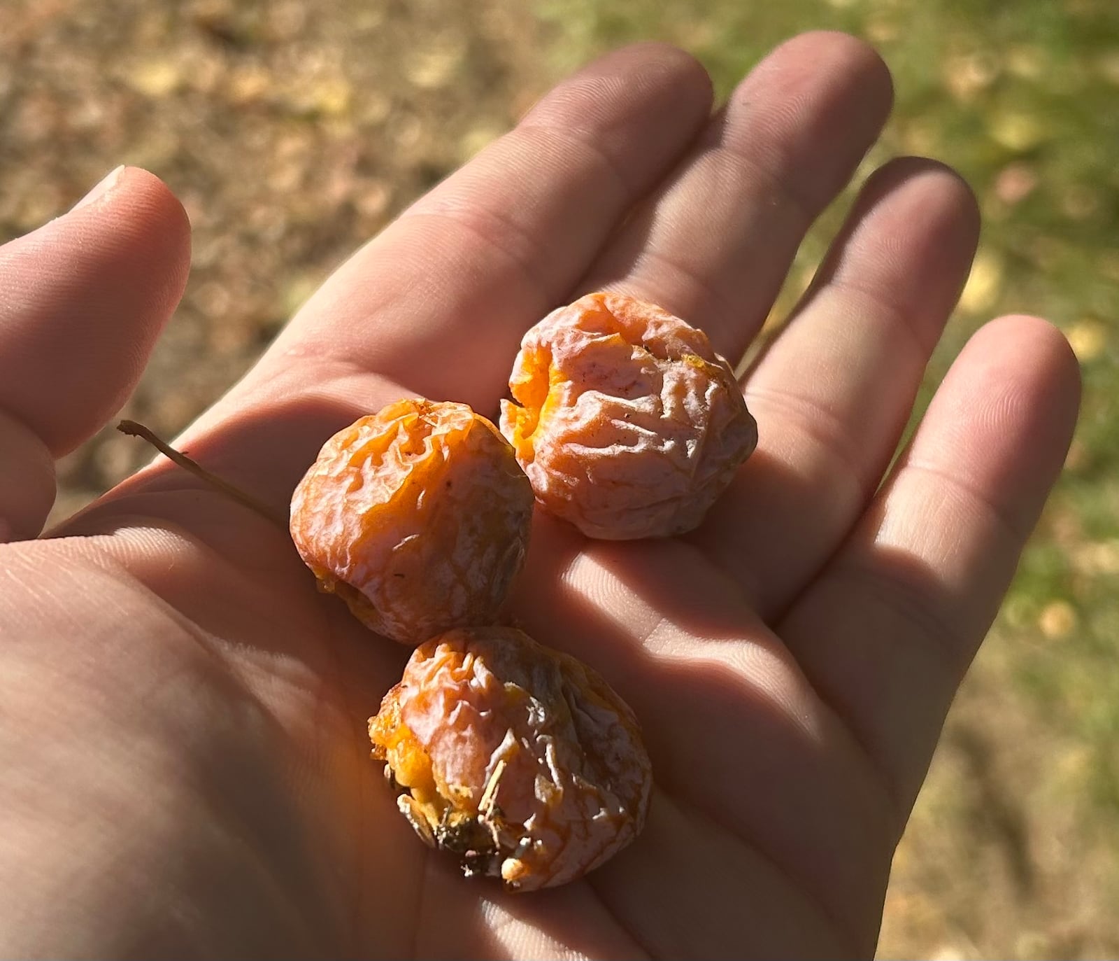 The fallen fruit of a ginkgo tree in Kettering in October 2024. JEREMY P. KELLEY / STAFF