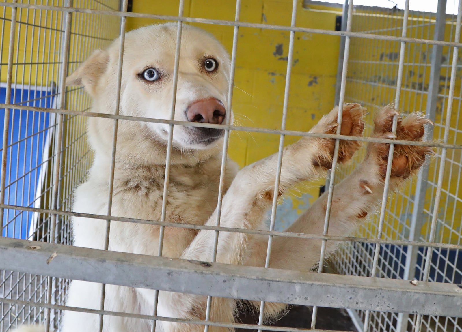 One of the dogs up for adoption at the Clark County Dog Shelter Thursday, July 14, 2022. BILL LACKEY/STAFF