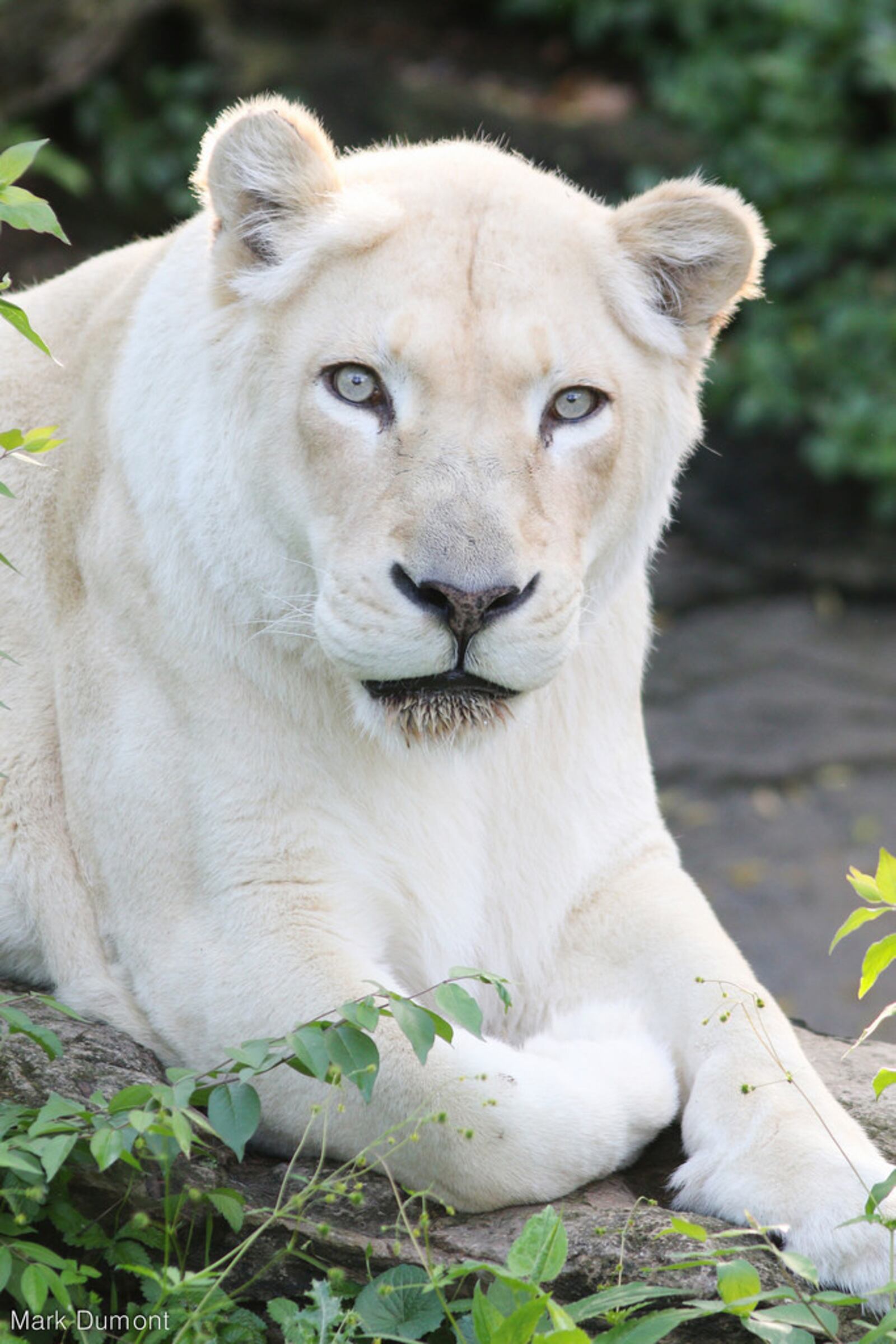 Prosperity, a white lion who lived at the Cincinnati Zoo since 1988, has died. CINCINNATI ZOO & BOTANICAL GARDEN