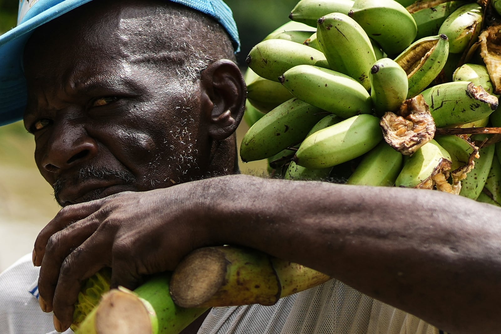 A man carries a bunch of bananas in El Arenal, Colombia, Thursday, Sept. 26, 2024. (AP Photo/Ivan Valencia)