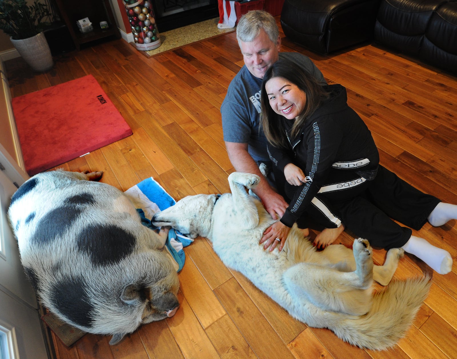 Rick and Kathy Price, with their pet Vietnamese Pot-Bellied Pig, Arnold Ziffel and dog, Jax. Arnold is the focus of dueling lawsuits between the Prices and their homeowners association in Springboro.