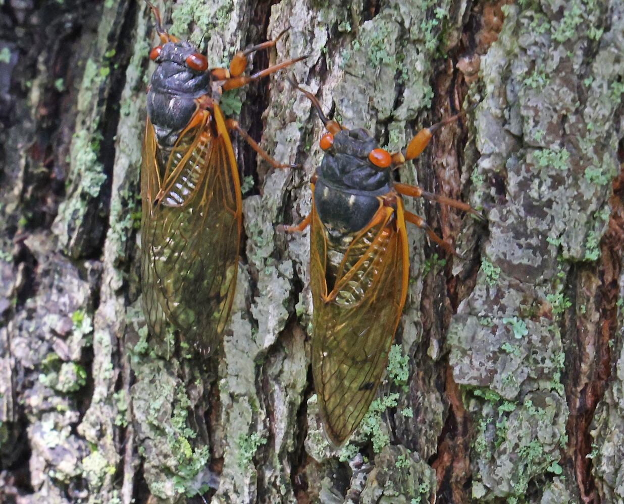 060421 Cicadas SNS