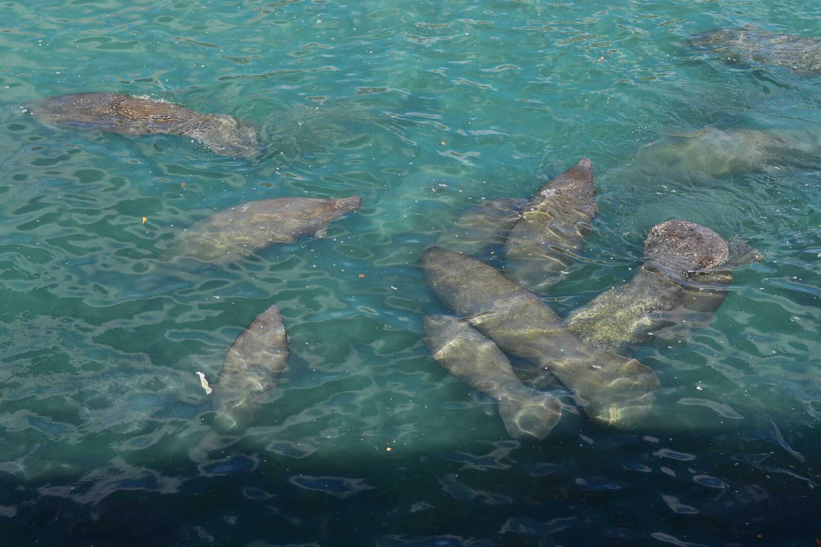 Manatees gather near the warm-water outflows of a Florida Power & Light Company power plant in Riviera Beach, Fla., where the company operates the free Manatee Lagoon attraction, Friday, Jan. 10, 2025. (AP Photo/Rebecca Blackwell)