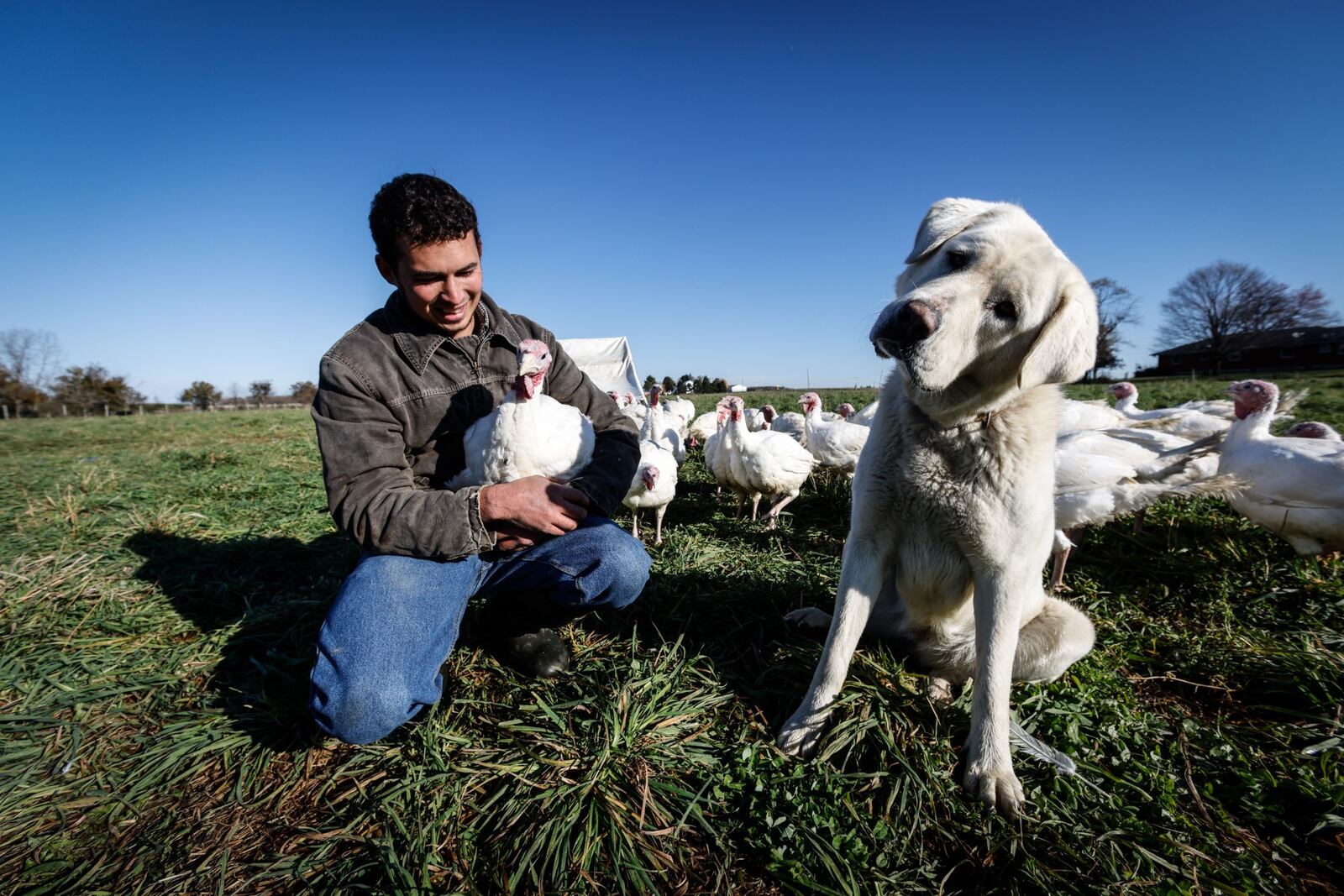 Grass farmer, John Filbrun and his Anatolian Shepard guard dog, Aspen Cove in one of their fields near West Alexandria.  JIM NOELKER/STAFF