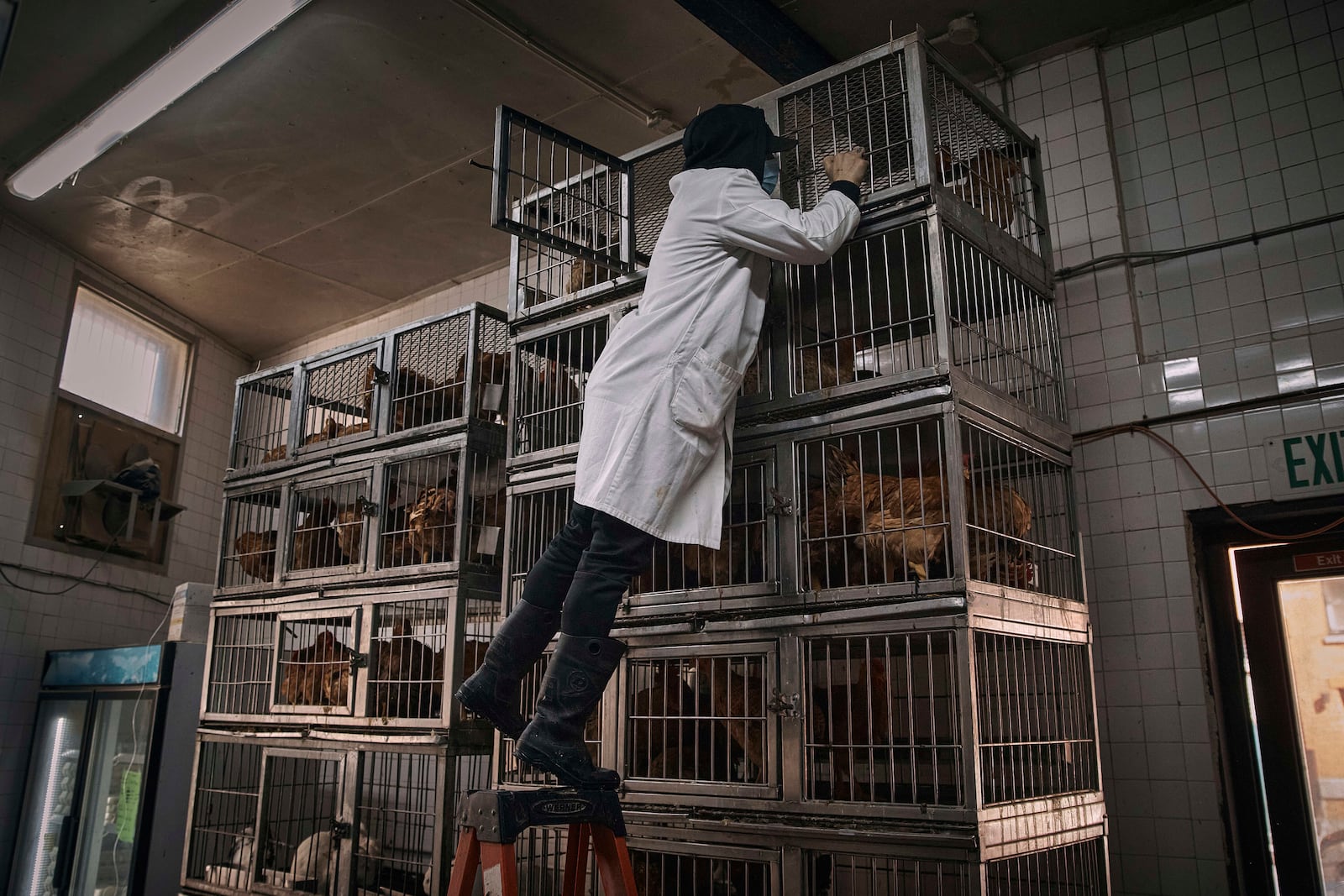 An employee of the La Granja Live Poultry Corporation grabs chickens to be slaughtered and sold to customers inside the store on Friday, Feb. 7, 2025, in New York. (AP Photo/Andres Kudacki)