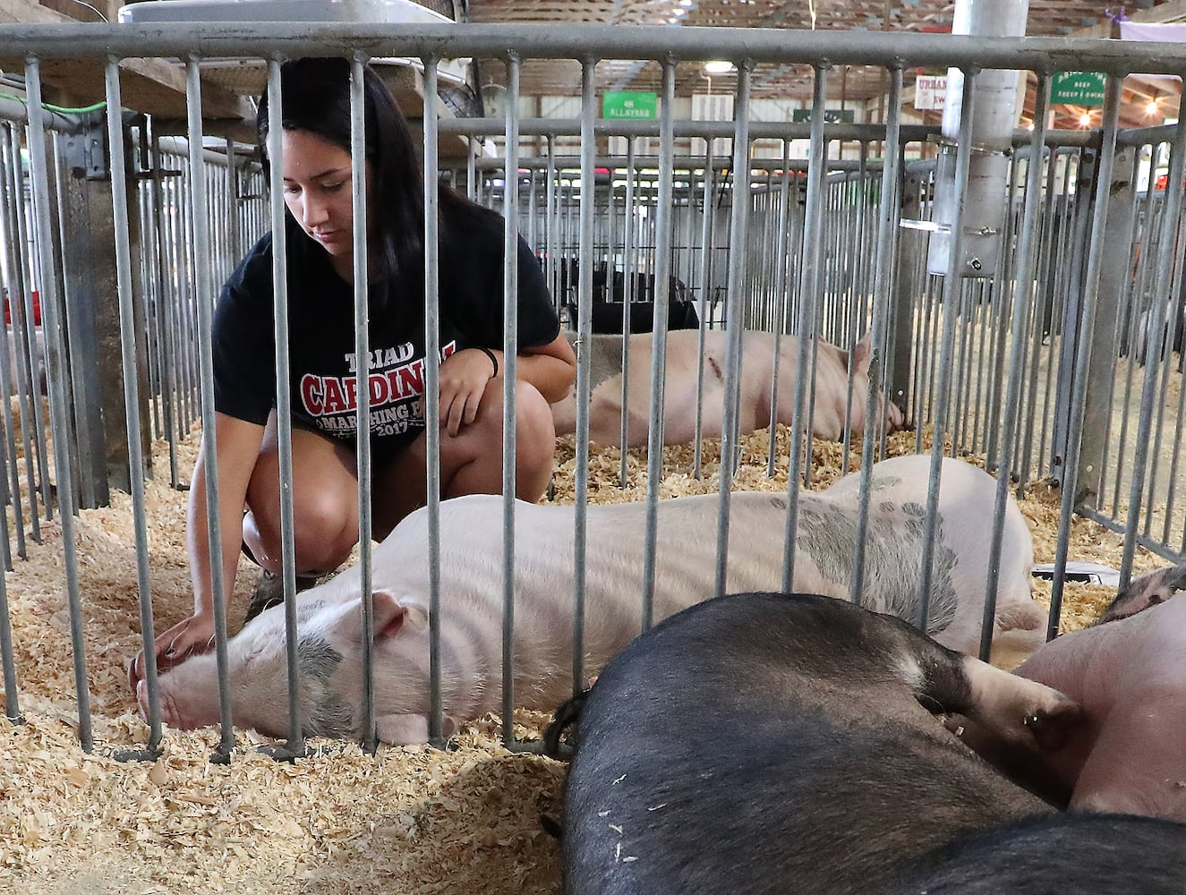 2018 Champaign County Fair Opens