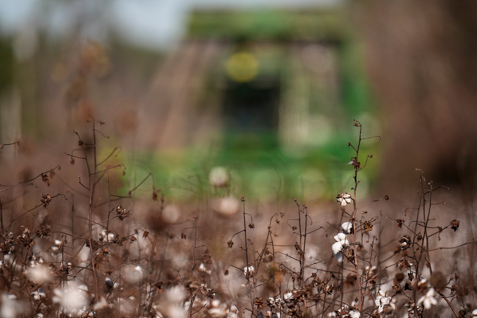 A cotton picker moves through Chris Hopkins' cotton field, Friday, Dec. 6, 2024, near Lyons, Ga. (AP Photo/Mike Stewart)