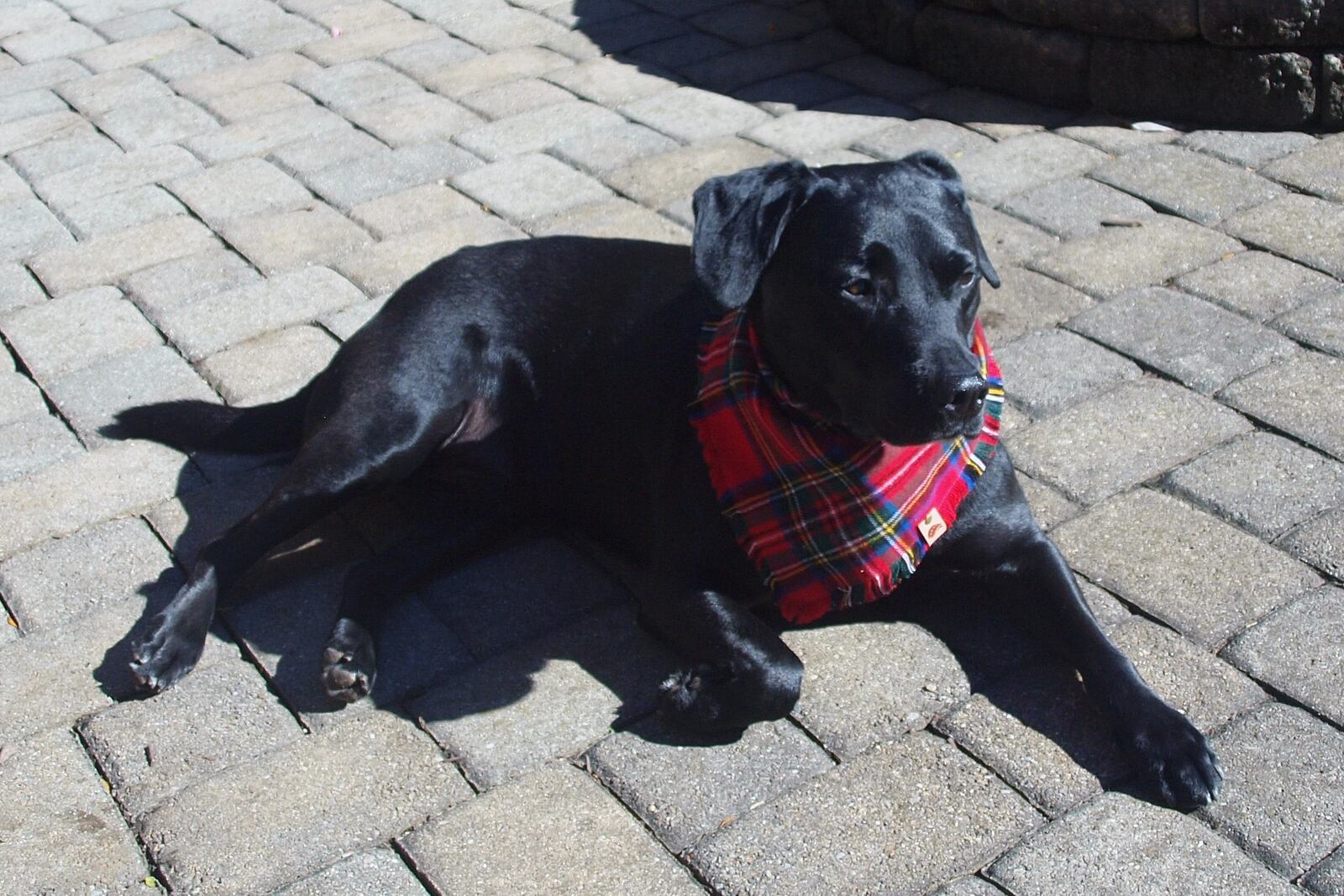 Teddy in his holiday bandana waiting to get his photo taken. PROVIDED