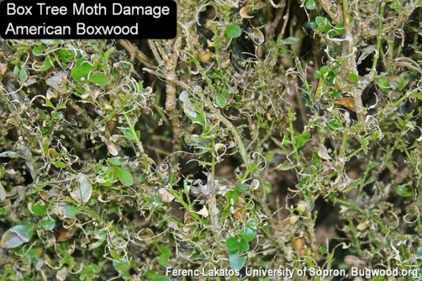 Box Tree moth damage on an American Boxwood. CONTRIBUTED