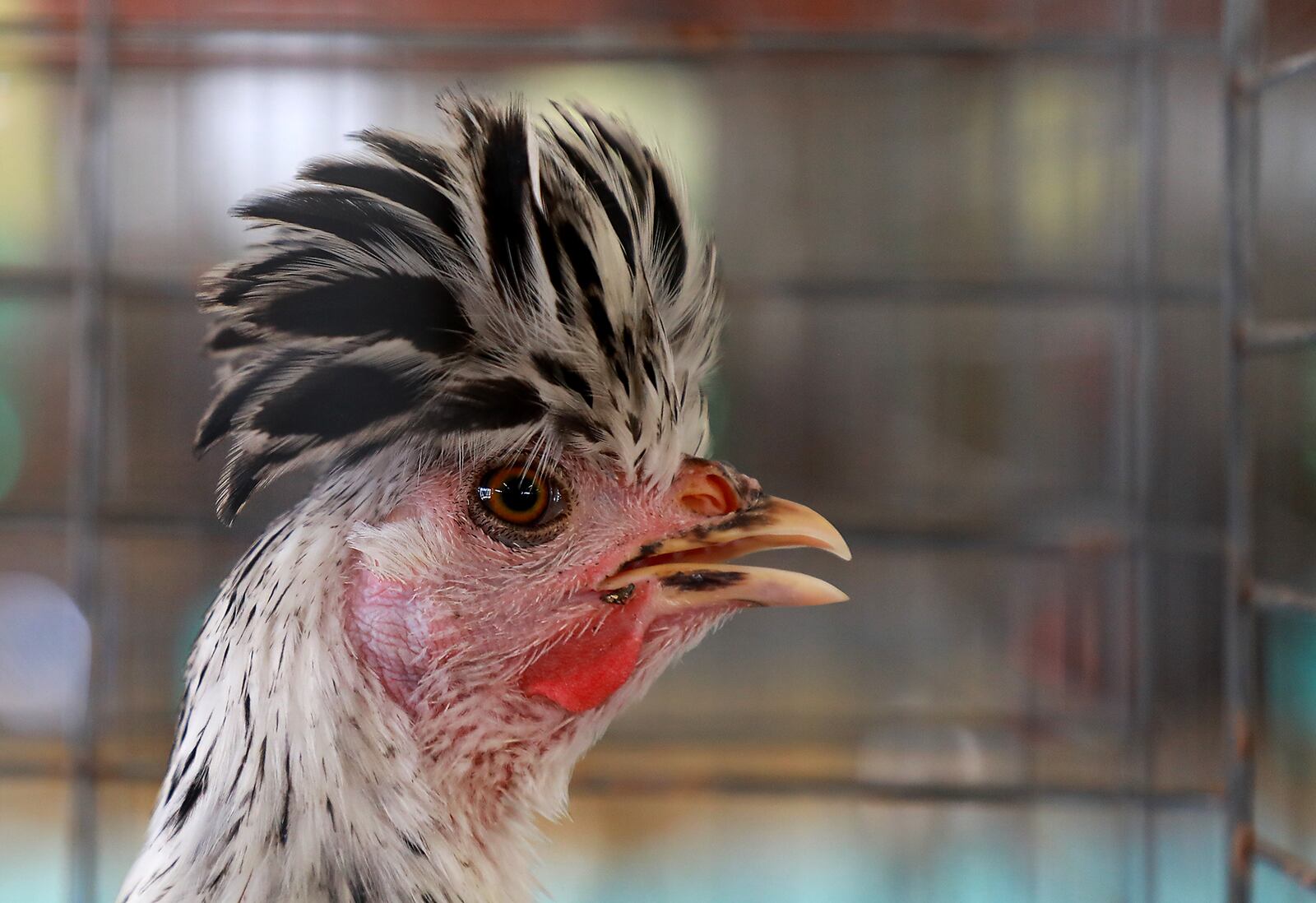 One of the fancy chickens with a fancy hair style Sunday at the Clark County Fair. BILL LACKEY/STAFF