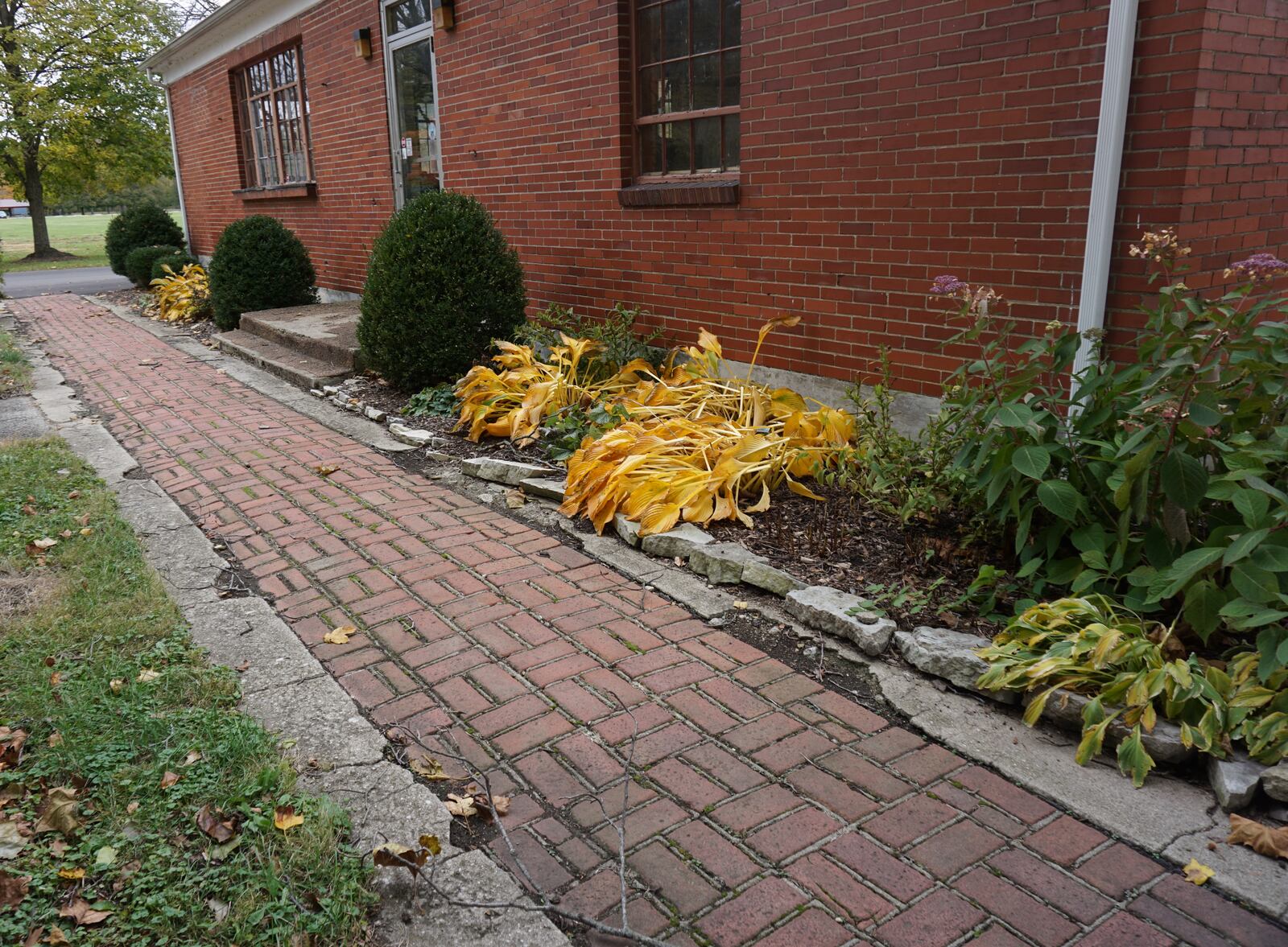 Let Hosta show off its beautiful gold fall color and cut back when it no longer has appeal.