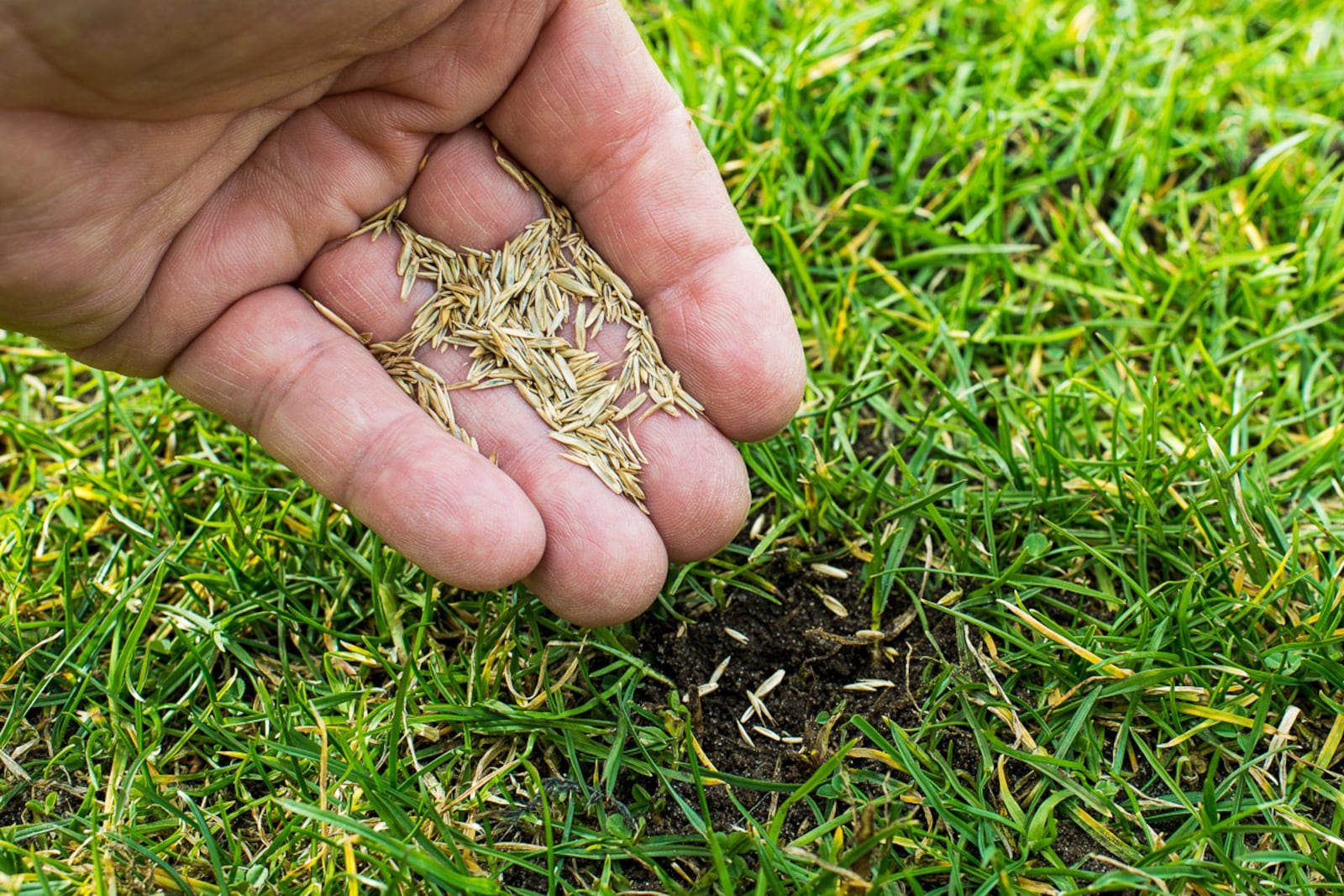 Fall grass seed planting ended in early October. But grass seed can be planted in winter as well, after the ground has thawed in February or March.