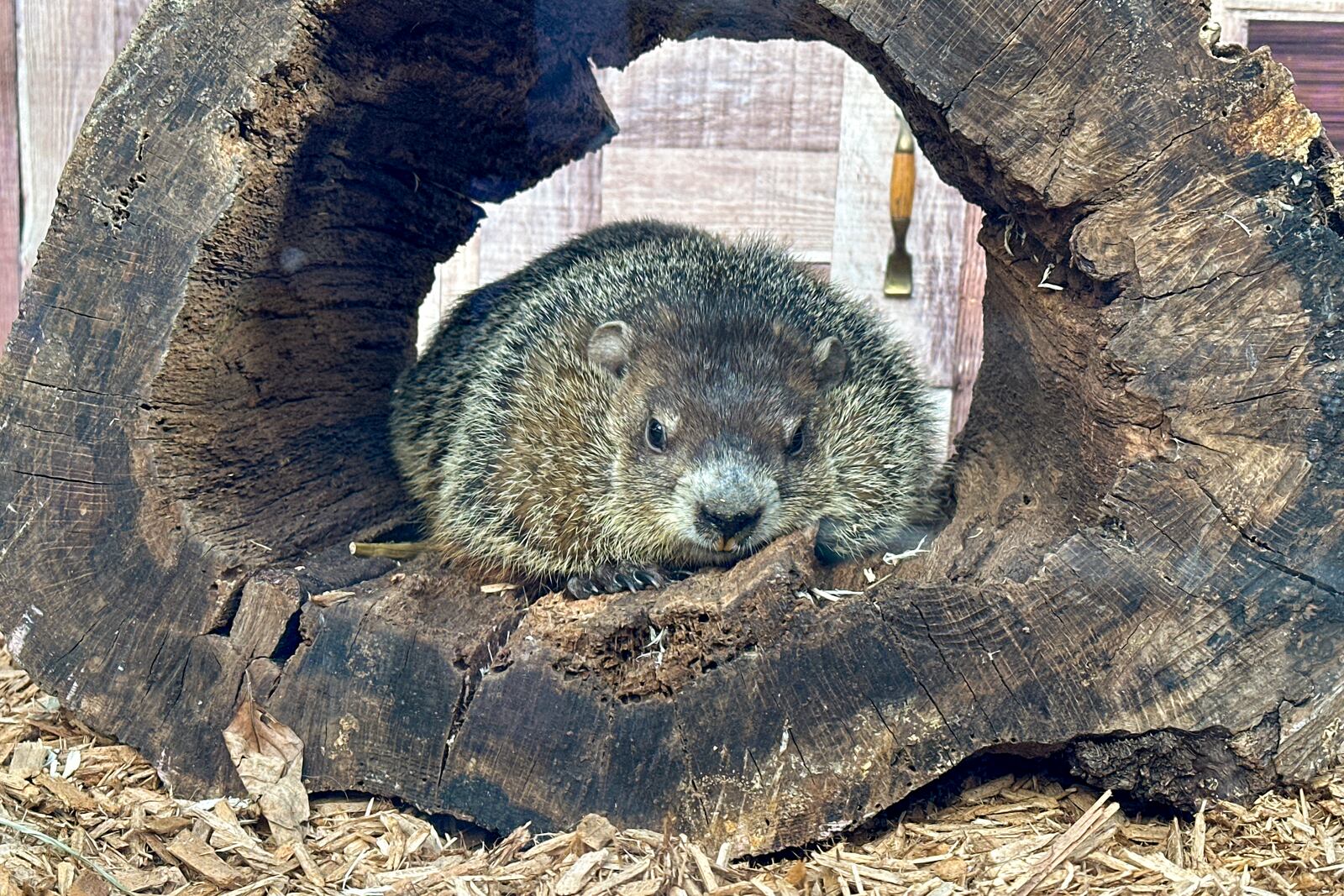 Staten Island Chuck, the groundhog whose handlers claim has predicted an early spring, is at the Staten Island Zoo in New York on Sunday, Feb. 2, 2025. (AP Photo/Ted Shaffrey)