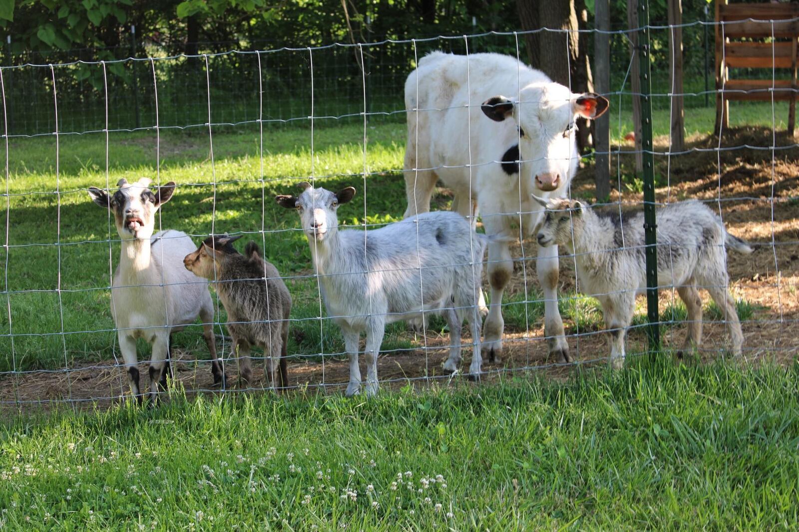 The goats of Happy Horns Farm, which opened at the beginning of this month in Springfield, including (from left to right) Polly, Turbo, Pixie and Pumpkin, with Bruce, the Holstein cow, behind them. Contributed