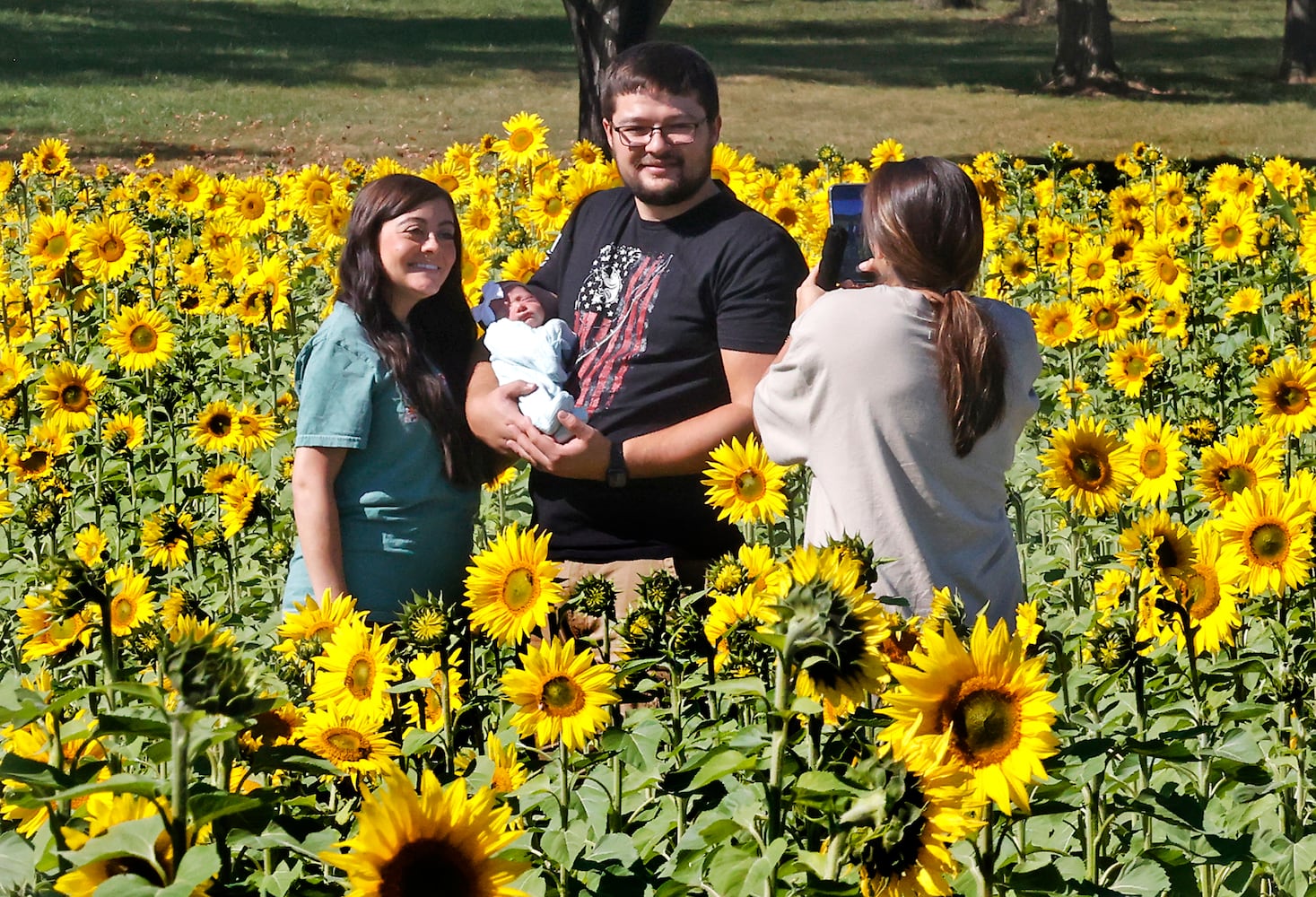 Sunflowers Field SNS