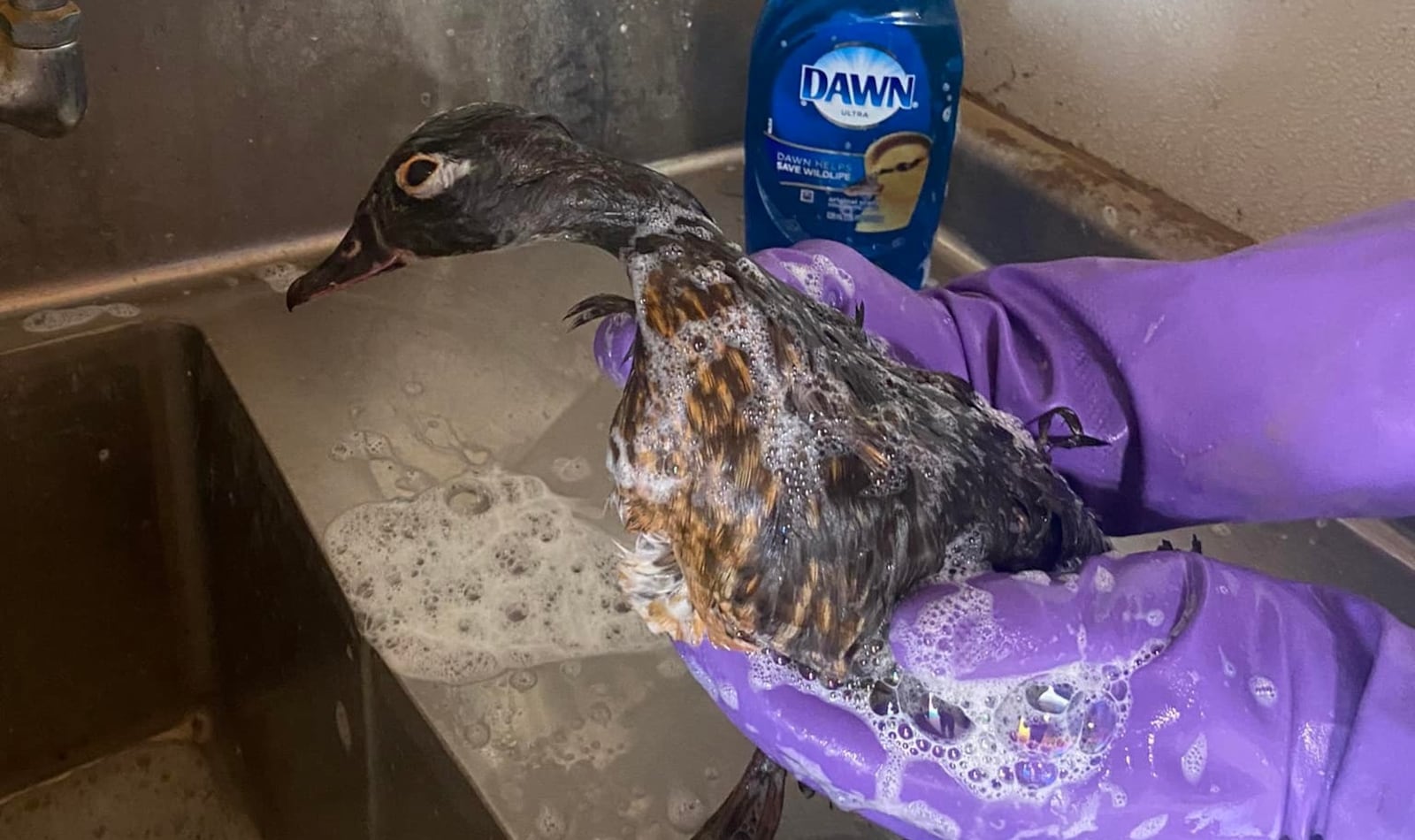 A female duck is treated at Erica Miller Wildlife Rehab in Miamisburg that was injured by a diesel fuel spill into a Clinton County waterway.