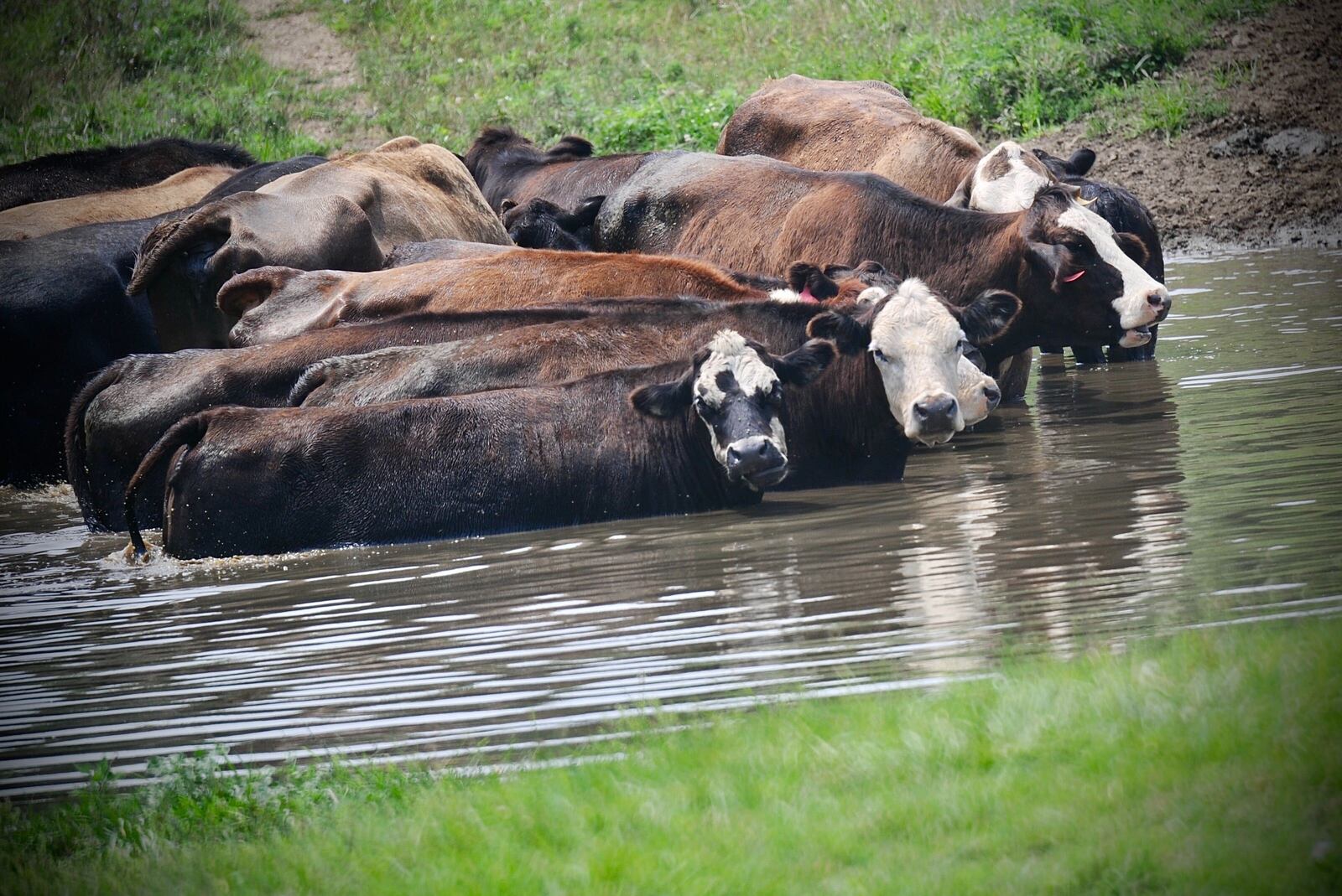 You know it’s hot when the cows start taking to the water. This group of cows in Greene County got into the water to cool down on Thursday, July 29, 2021. MARSHALL GORBY\STAFF