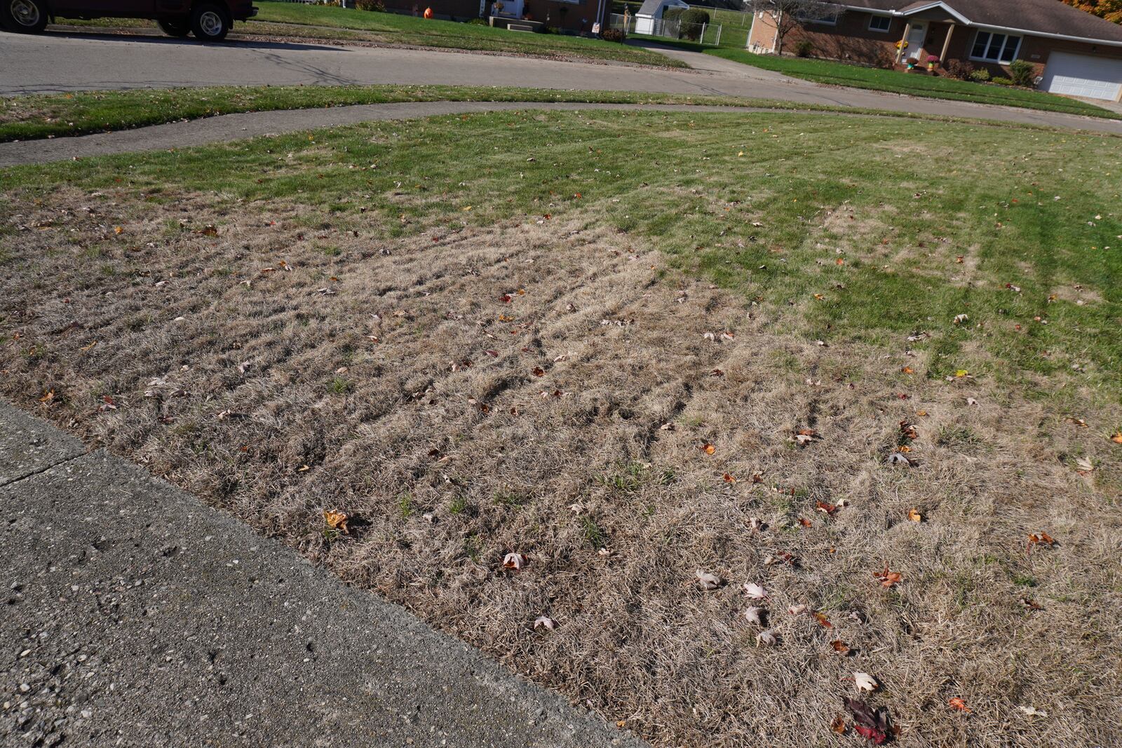 Dead areas of turfgrass from Japanese beetle grubs in 2024 in the Northridge area of Clark County.