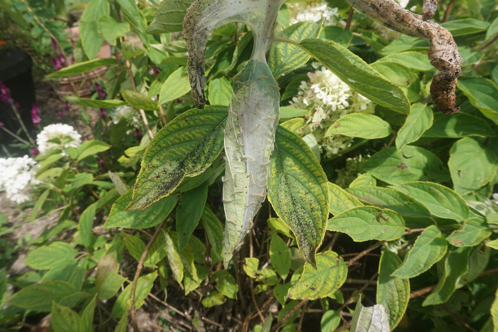 Fall webworm feeding on hydrangea foliage.