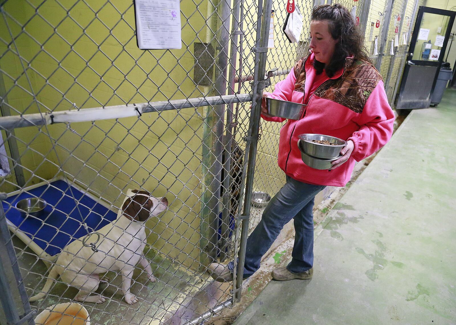 Erica Blethen feeds the dogs in the kennels at the Humane Society of Clark County Tuesday, Jan. 31. Bill Lackey/Staff