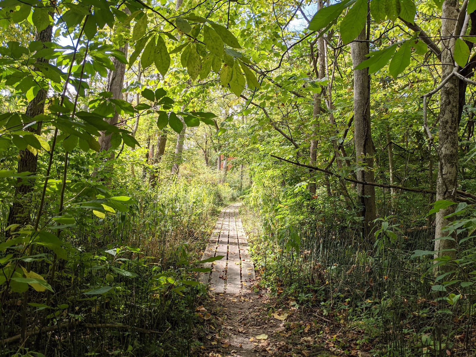 Aullwood Nature Center and Farm is a 200-plus acre nature sanctuary with six miles of trails through prairie, forests, marsh, ponds and meadows. CONTRIBUTED/KEN FASIMPAUR 