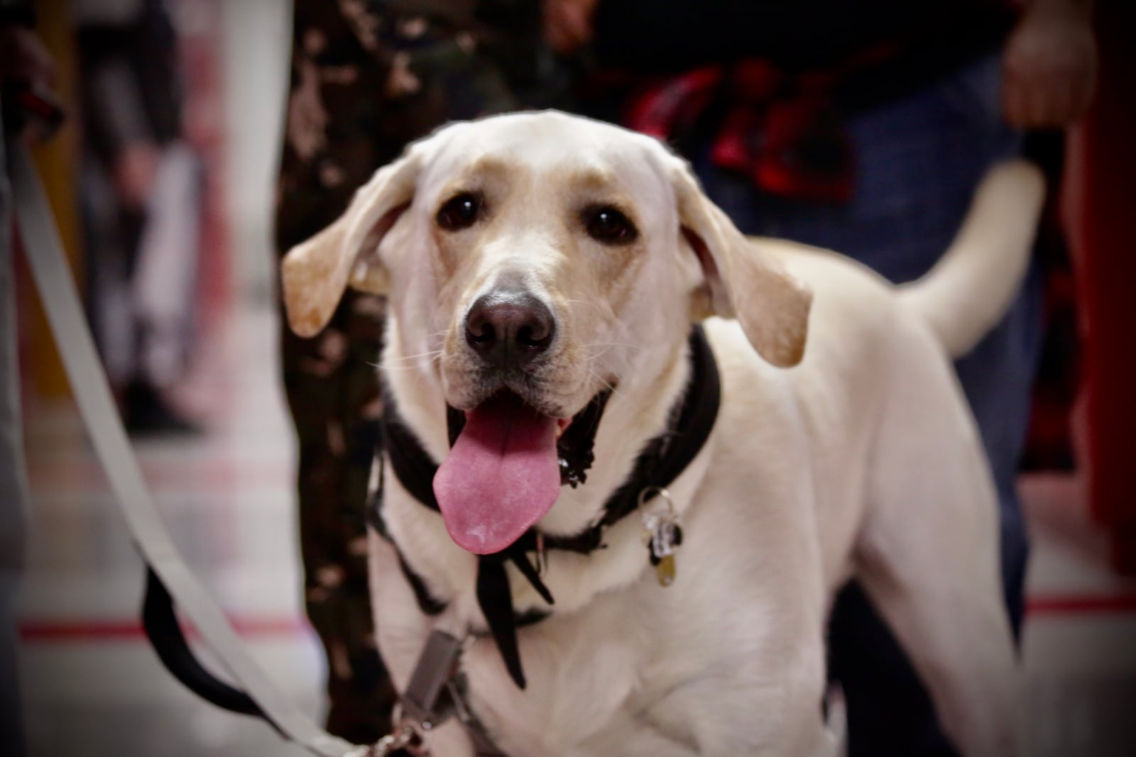 Pete the Therapy Dog at Horace Mann Elementary. Contributed