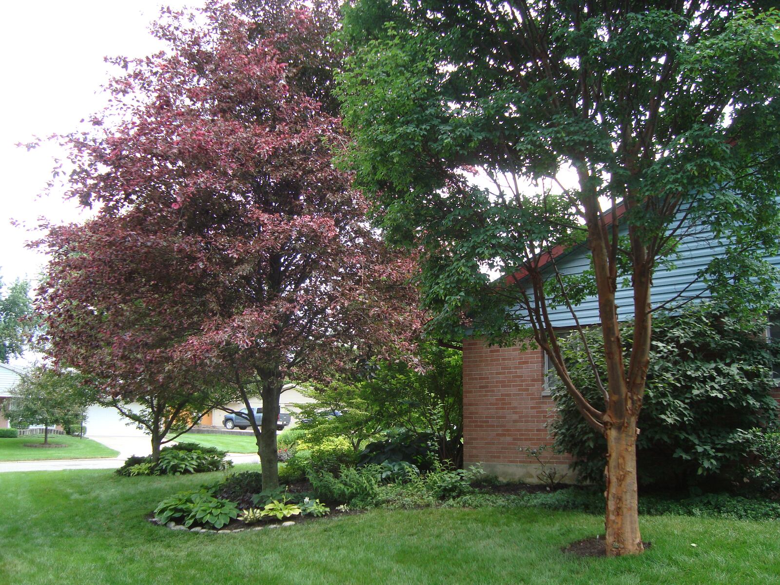 Twelve varieties of Witch Hazel trees share space in the half-acre yard with a 40-foot blight-resistant American Chestnut, a 40-foot Bonfire Sugar Maple, a Tricolor Beech, a Paperbark Maple and a 50-foot Bald Cypress. 