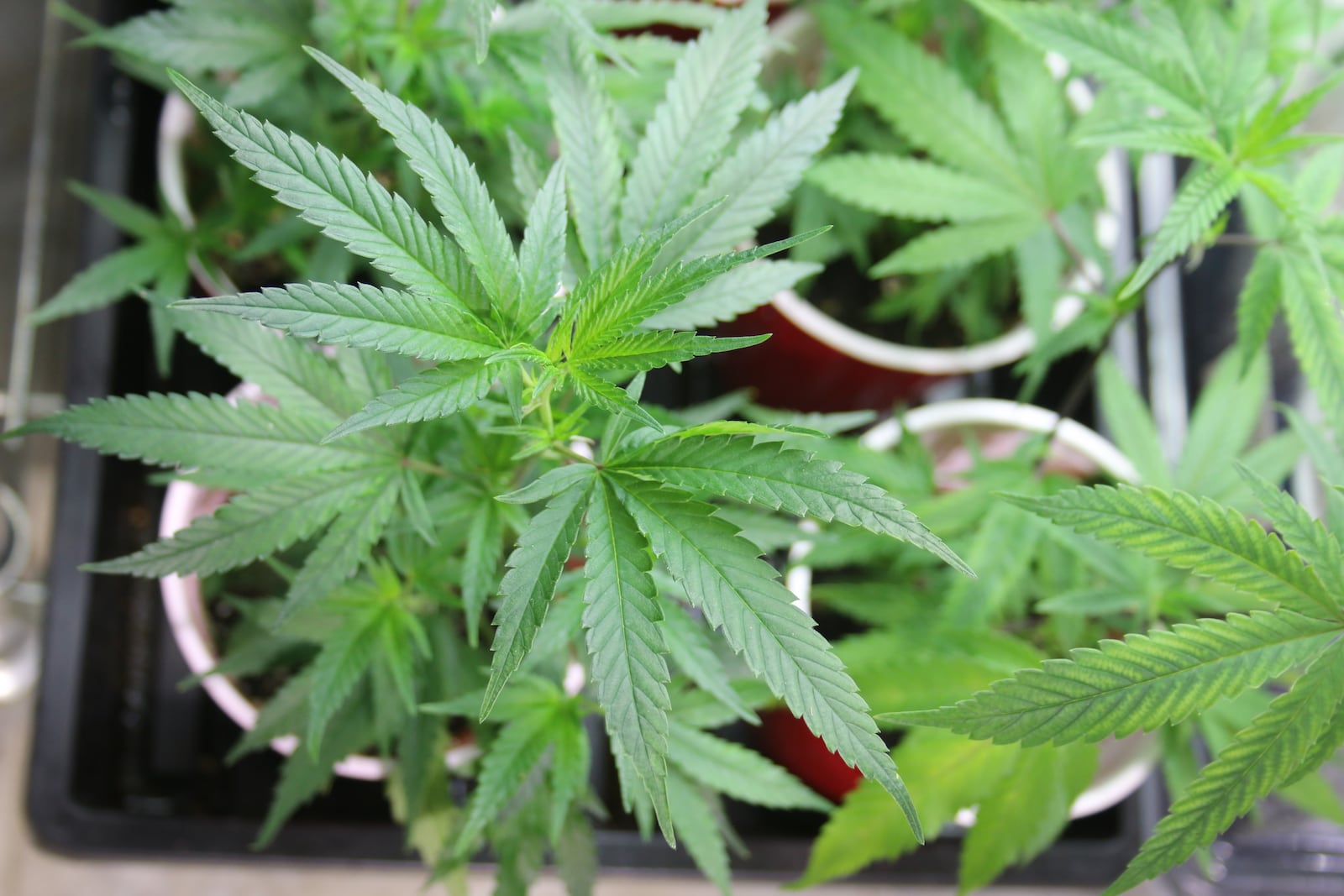 Legislation going before West Carrollton City Council this week calls for the prohibition of cultivation, processing and retail distribution of the drug within the city. FILE PHOTO