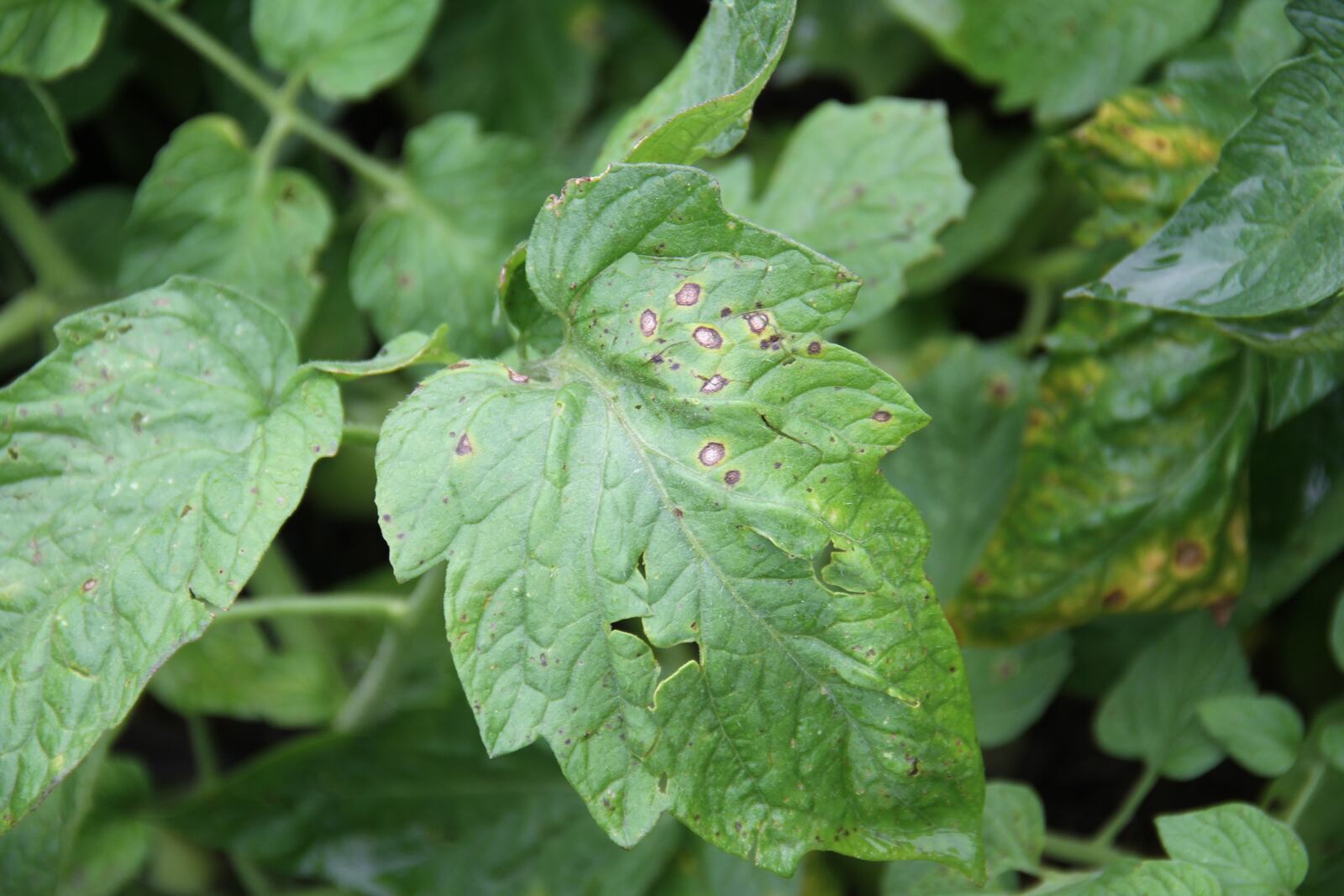 Septoria leaf spot is a common tomato disease this season. CONTRIBUTED