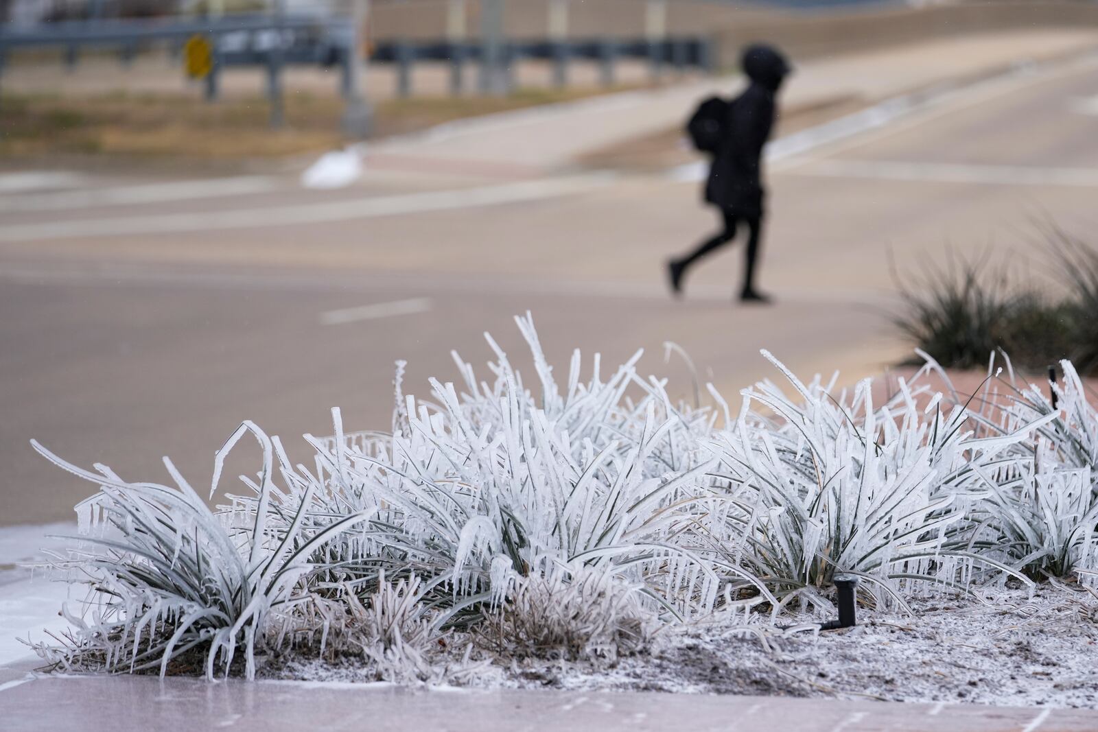 A pedestrian crossing an intersection gives a backdrop to ice formed on vegetation Wednesday, Feb. 19, 2025, in Grand Prairie, Texas. (AP Photo/Julio Cortez)