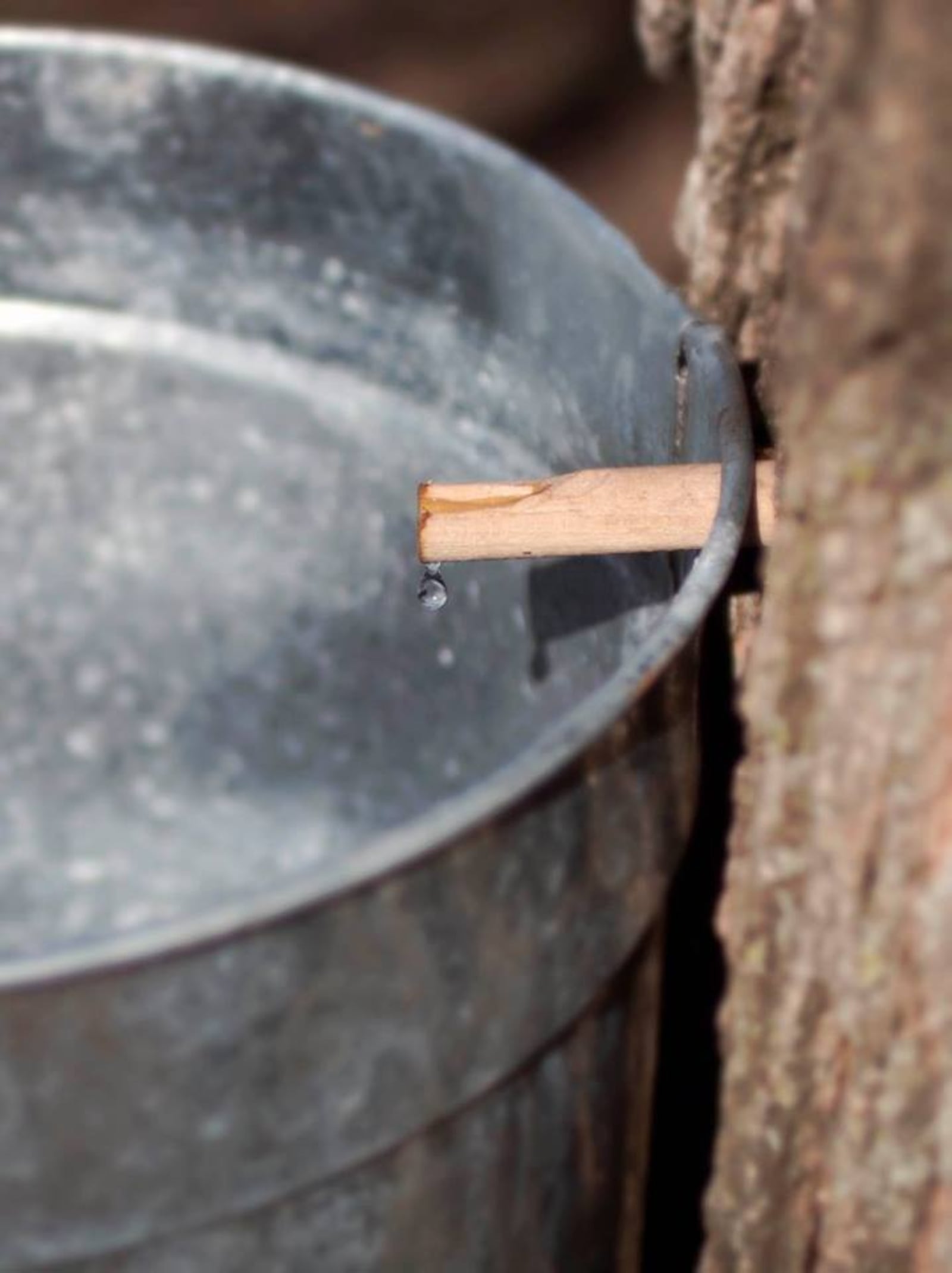 Carriage Hill MetroPark's maple sugaring program is happening all day, starting at 10 a.m. on Sat., Feb. 19. The event is free to attend and open to the public.