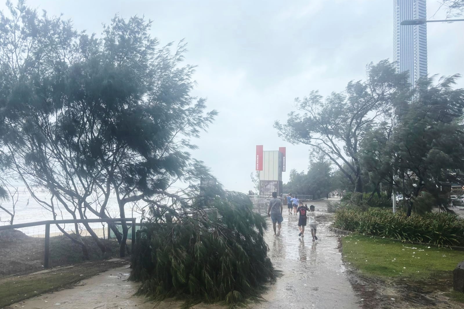 A tree lies fallen on the beach front following cyclone Alfred on the Gold Coast, Australia, Saturday, March 8, 2025. (AP Photo/John Pye)