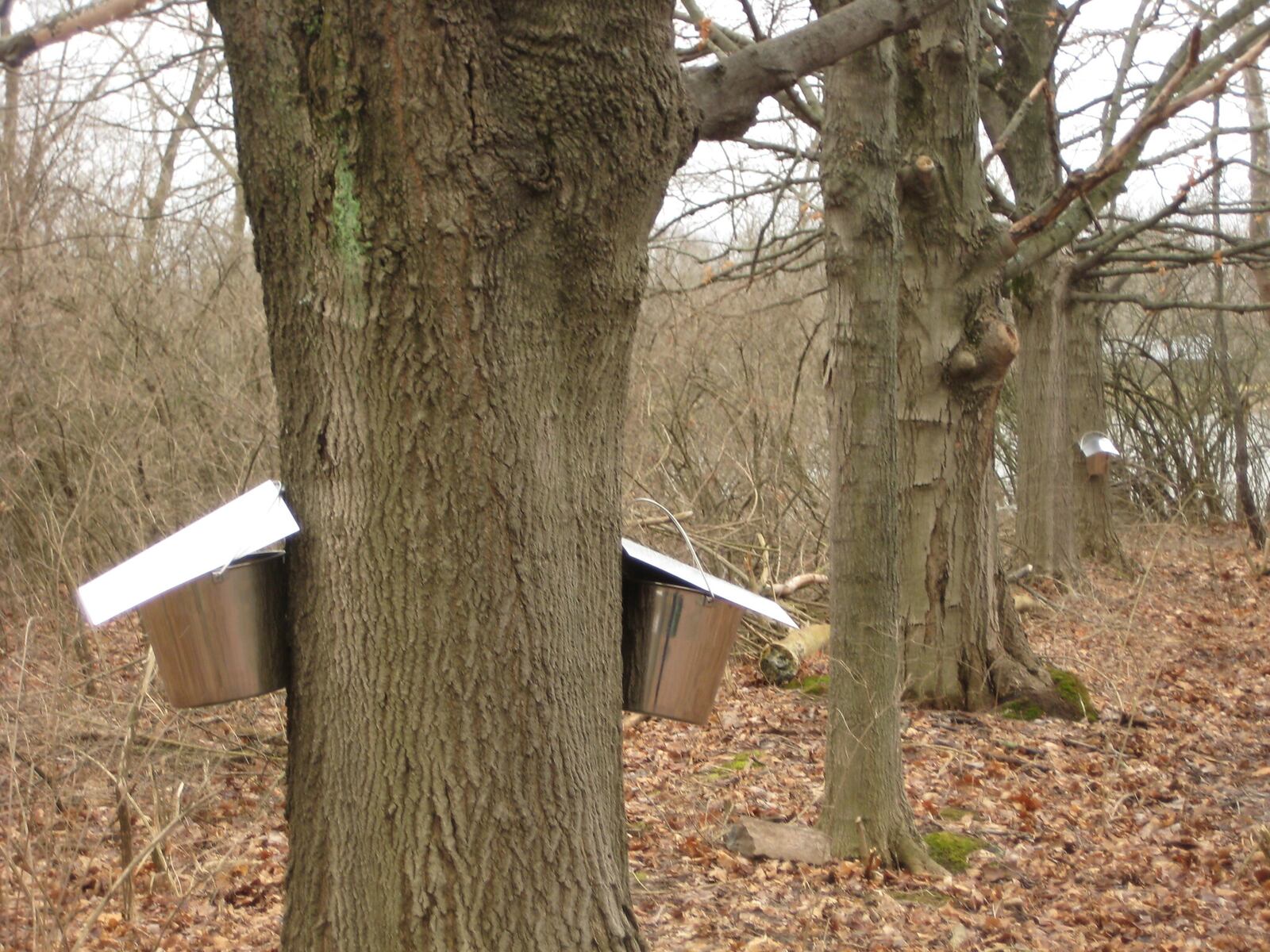 Carriage Hill MetroPark's maple sugaring program is happening all day, starting at 10 a.m. on Sat., Feb. 19. The event is free to attend and open to the public.