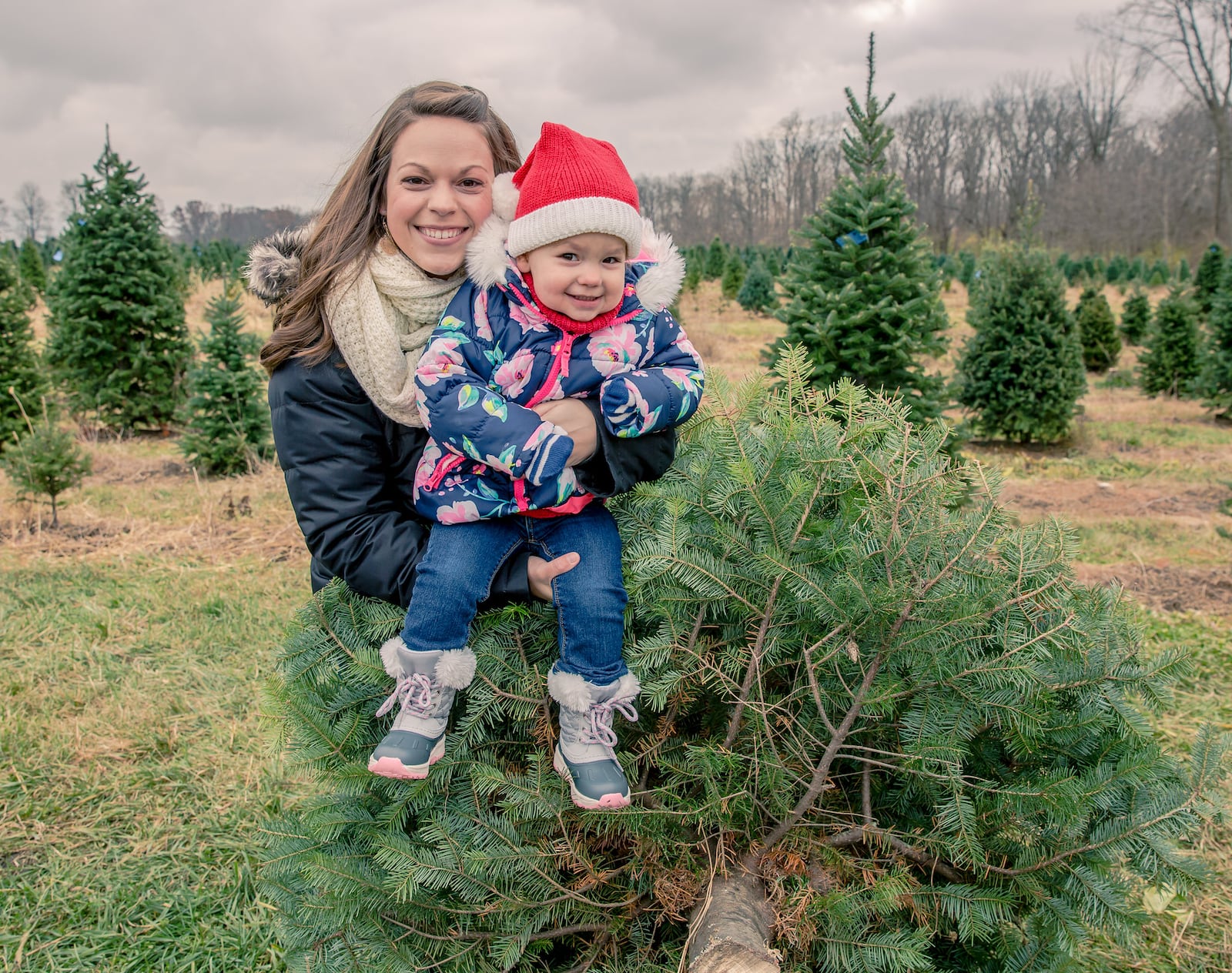 With 26,000 trees, the Yellow Springs farm has a wide selection of firs, spruces and pines to choose from - CONTRIBUTED