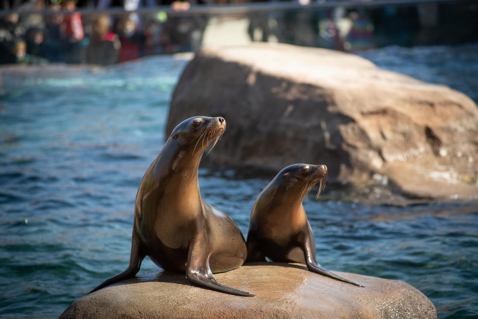 The Columbus Zoo and Aquarium is offering free admission for moms Sunday, May 9 for Mother's Day.